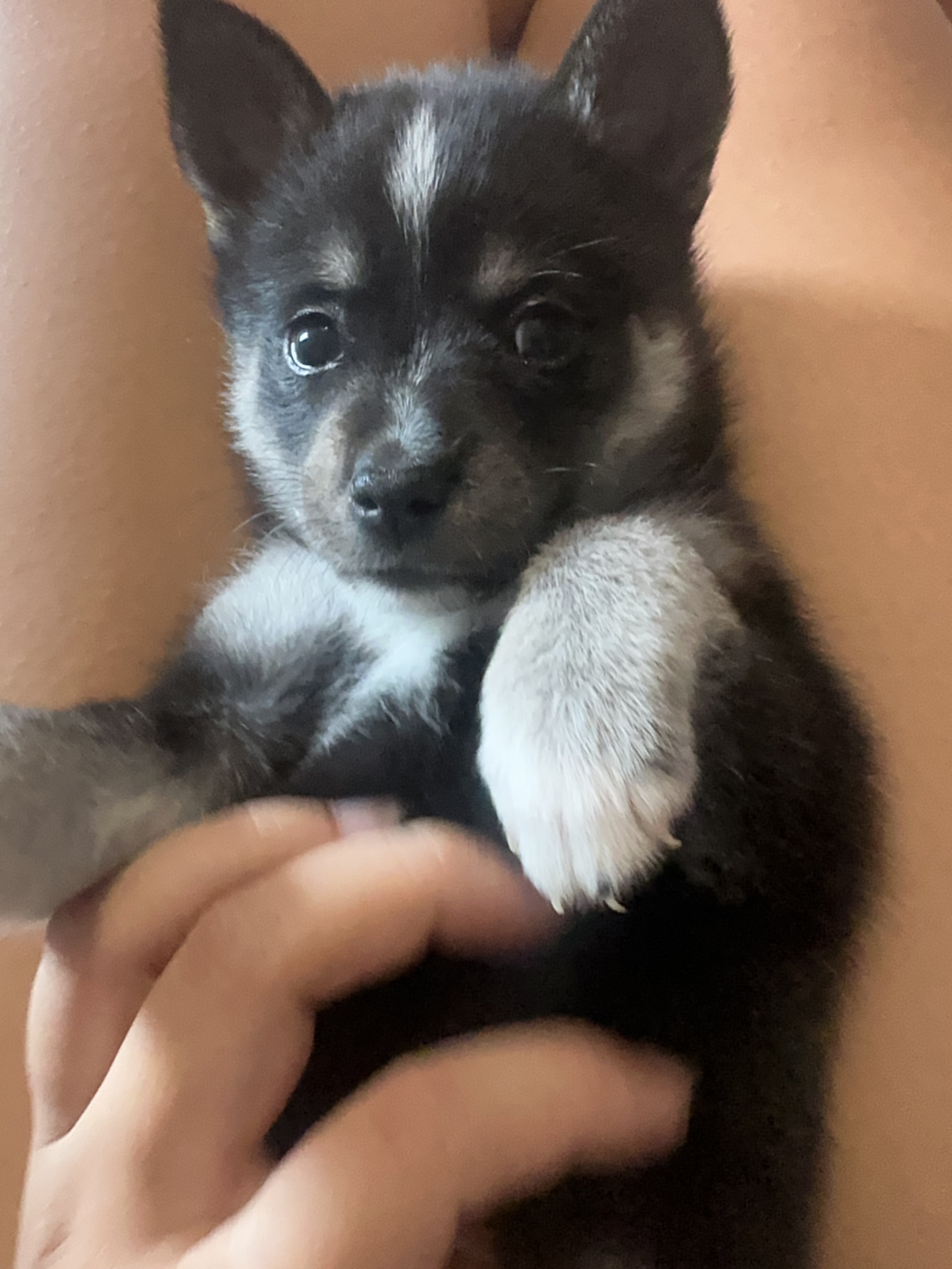 Pomsky Puppy image 3