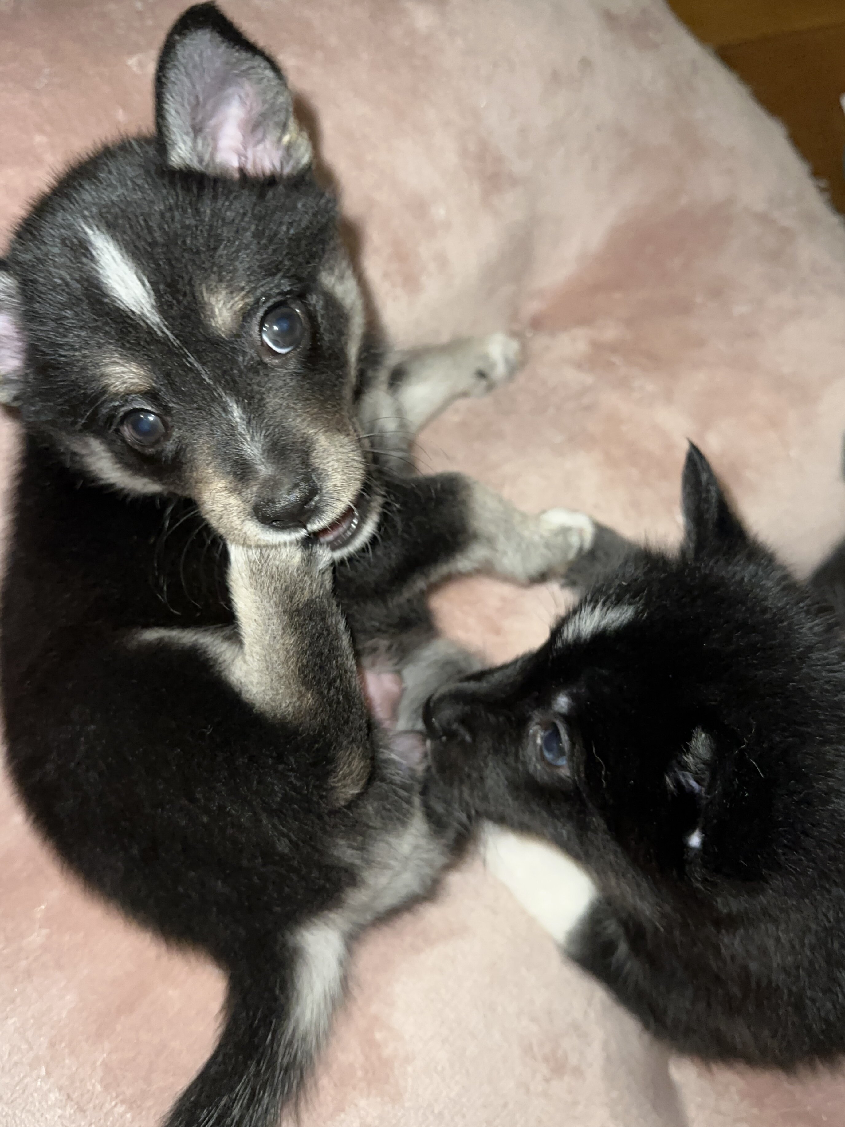 Pomsky Puppy image 2
