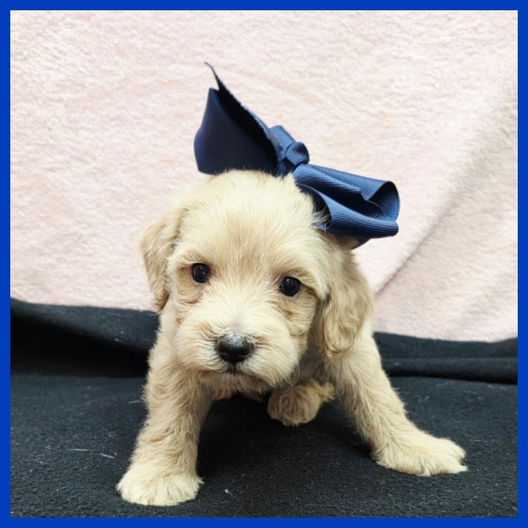 Maltipoo Puppy for Sale - Otto image 1