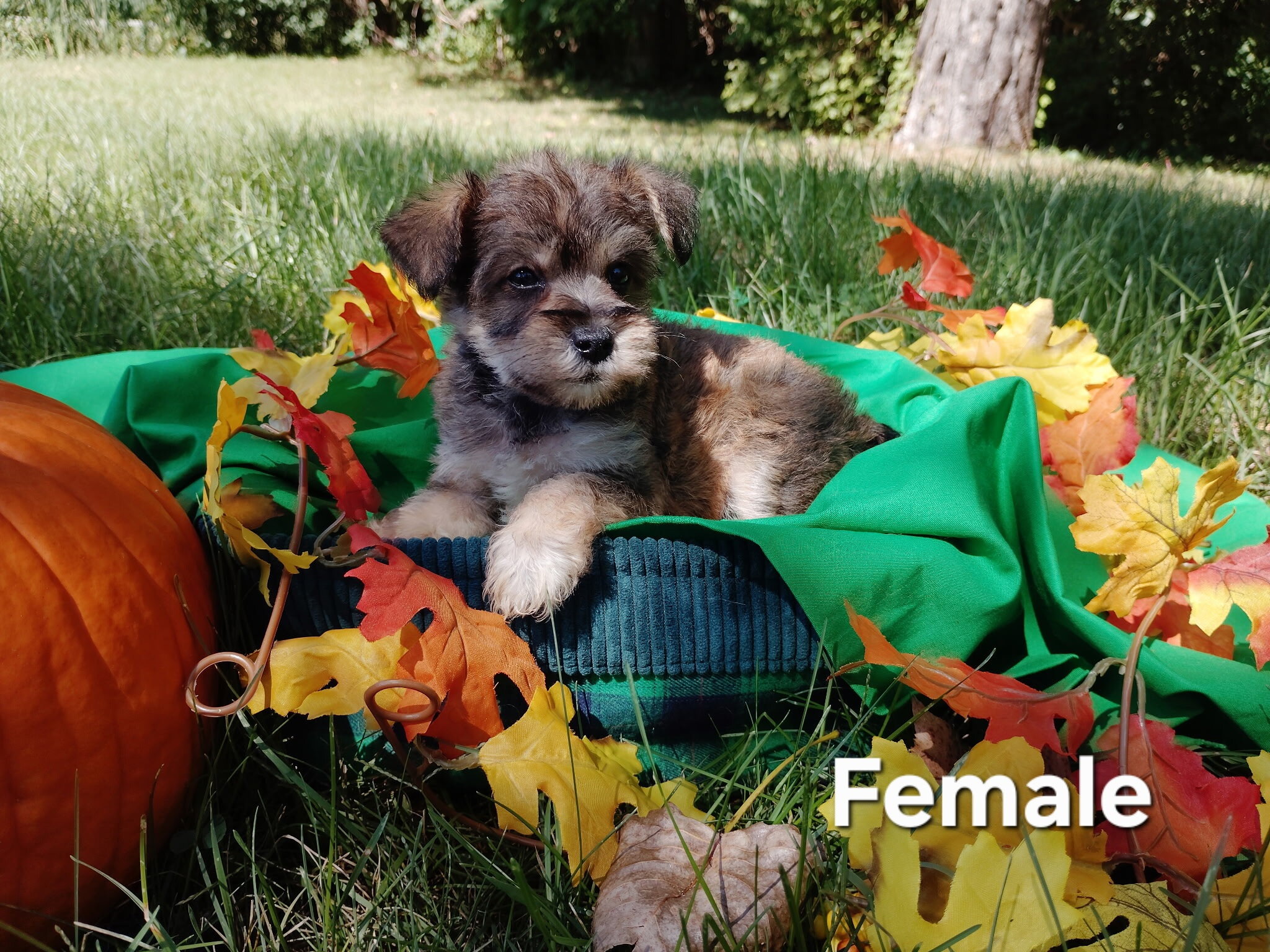 Yorkiepoo puppies image 5