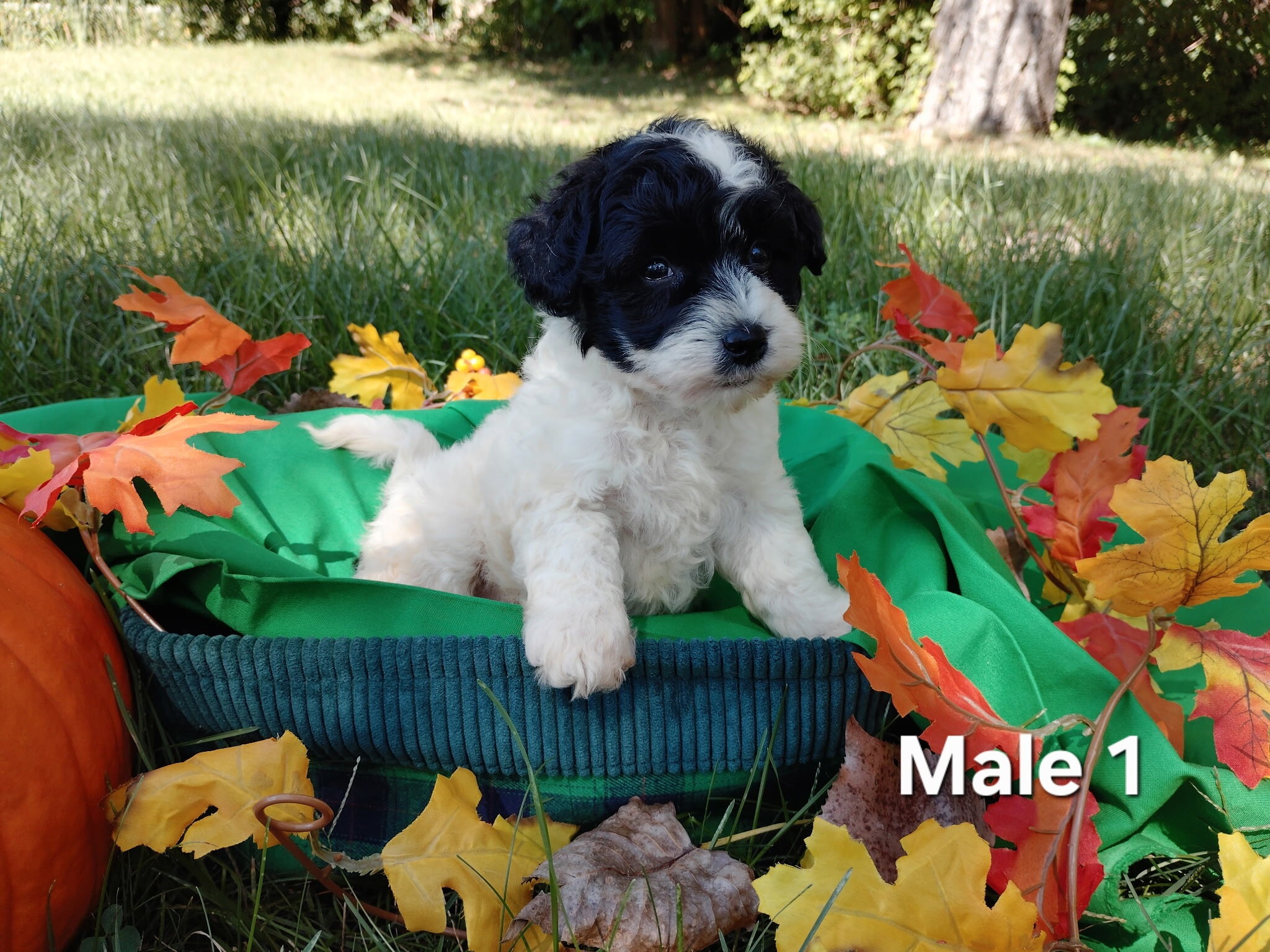 Yorkiepoo puppies image 1
