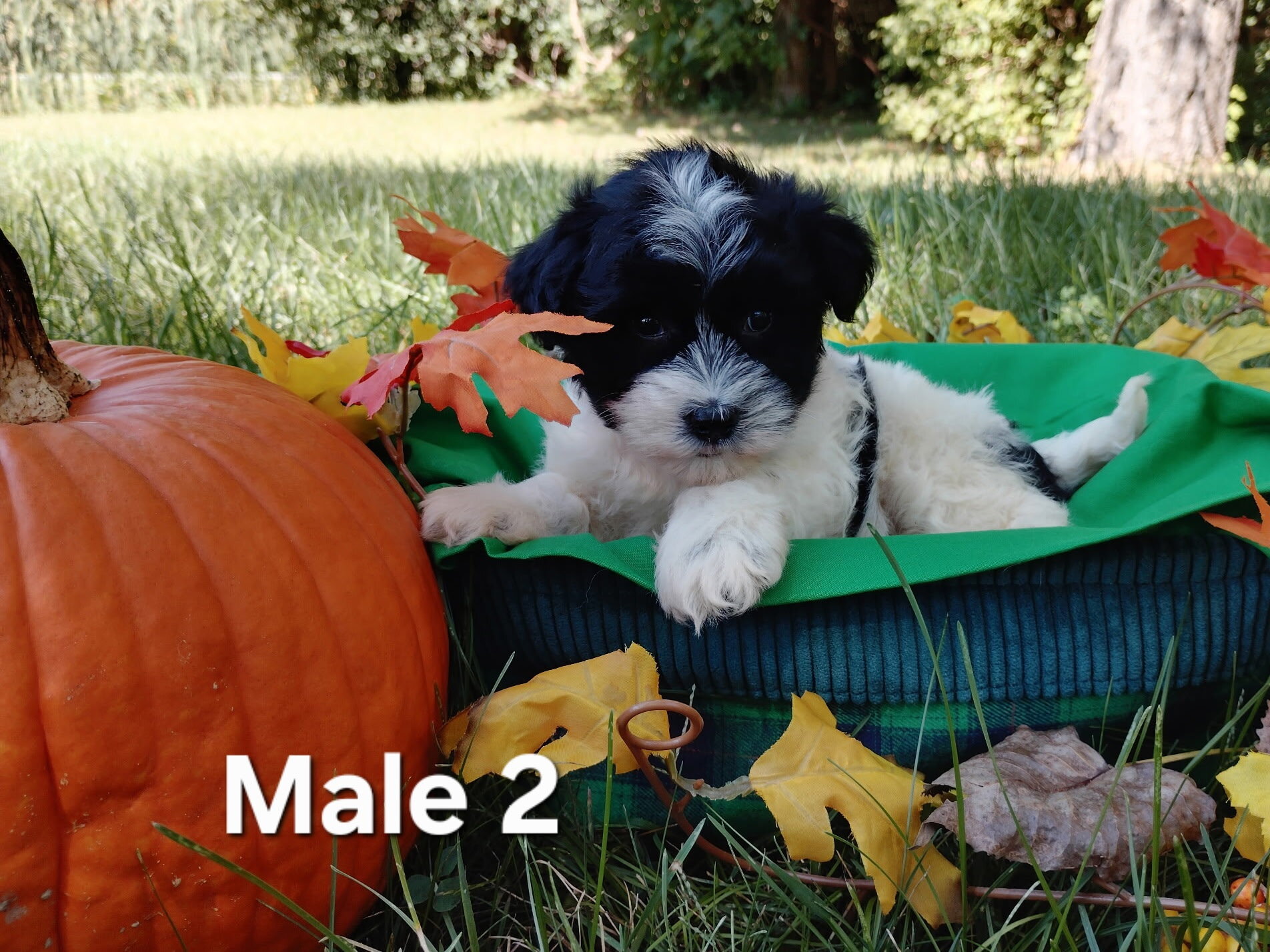 Yorkiepoo puppies image 2