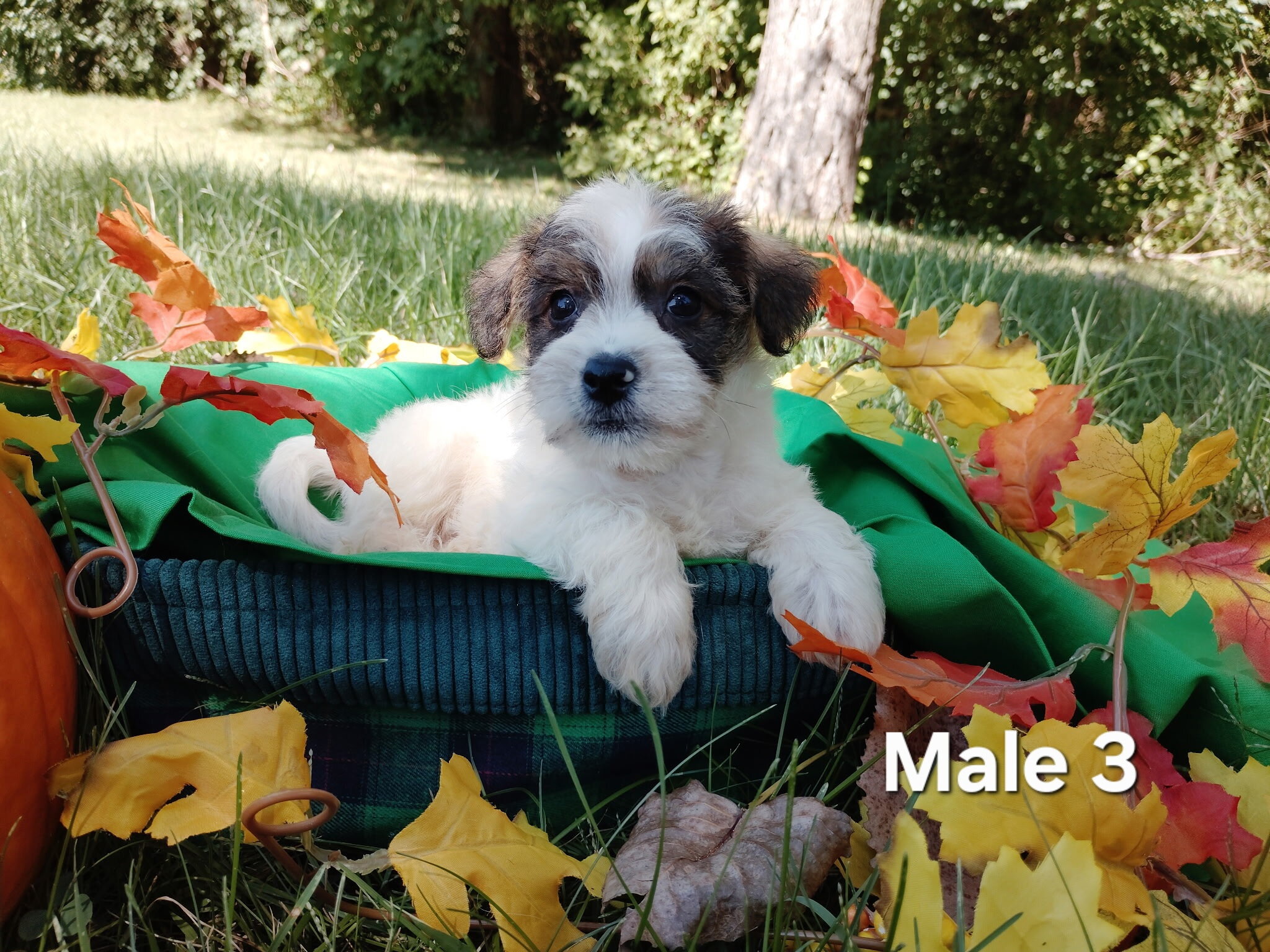 Yorkiepoo puppies image 3