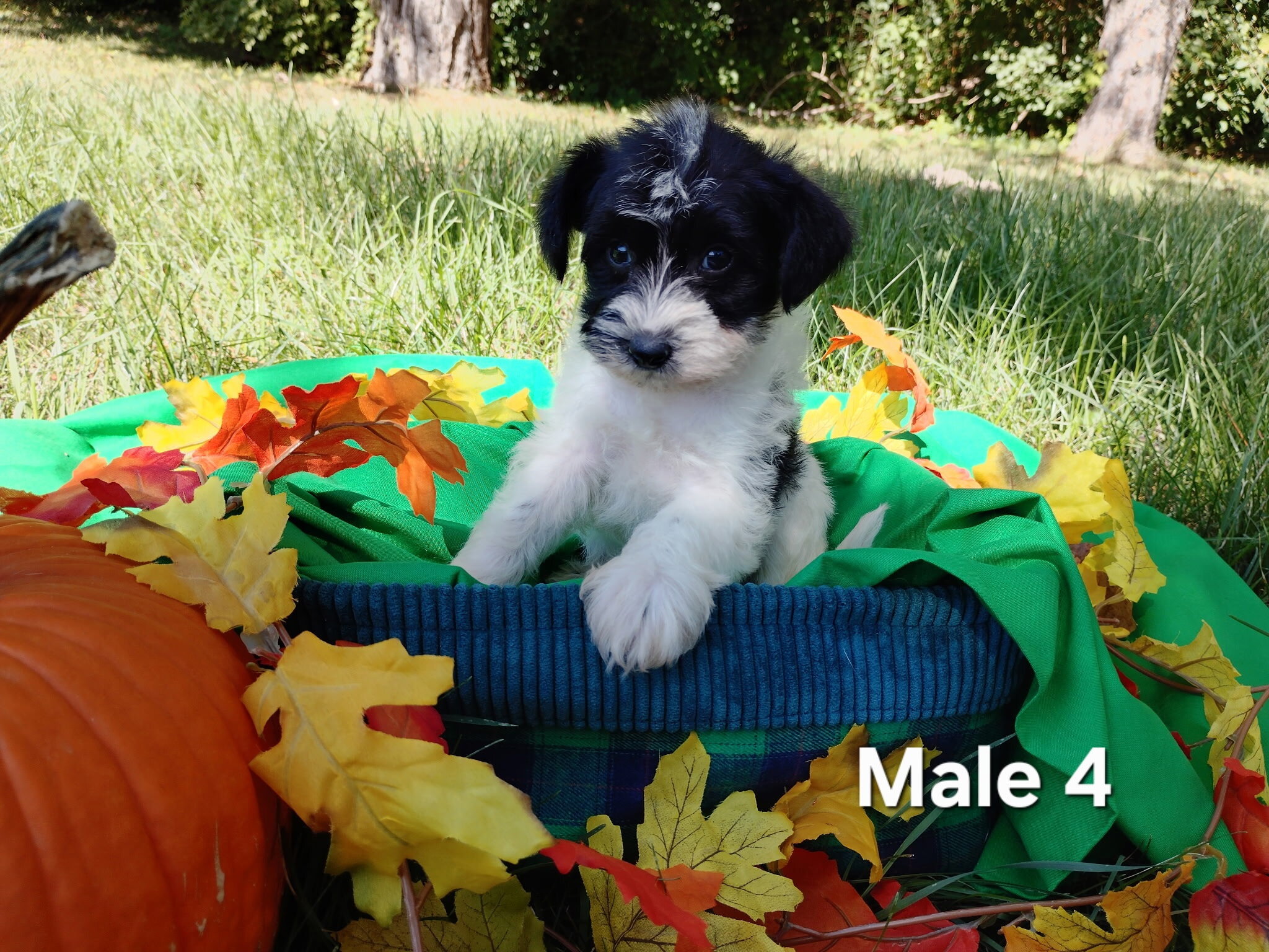 Yorkiepoo puppies image 4