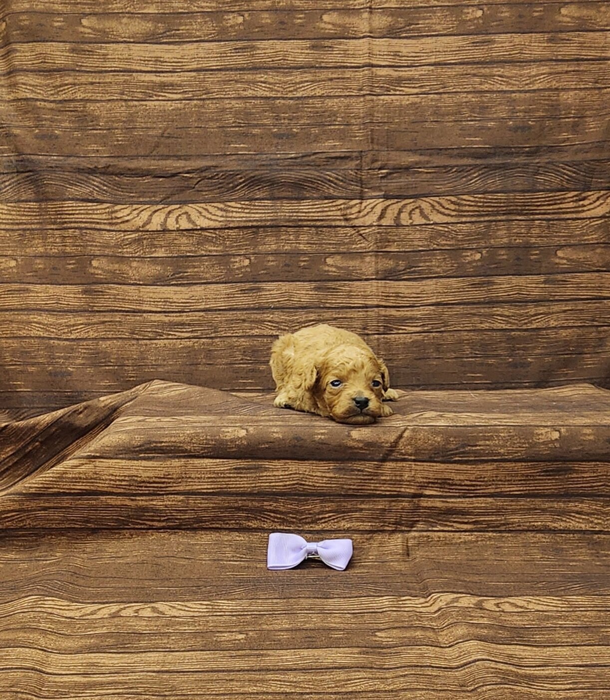 Rosie toy poodle image 2