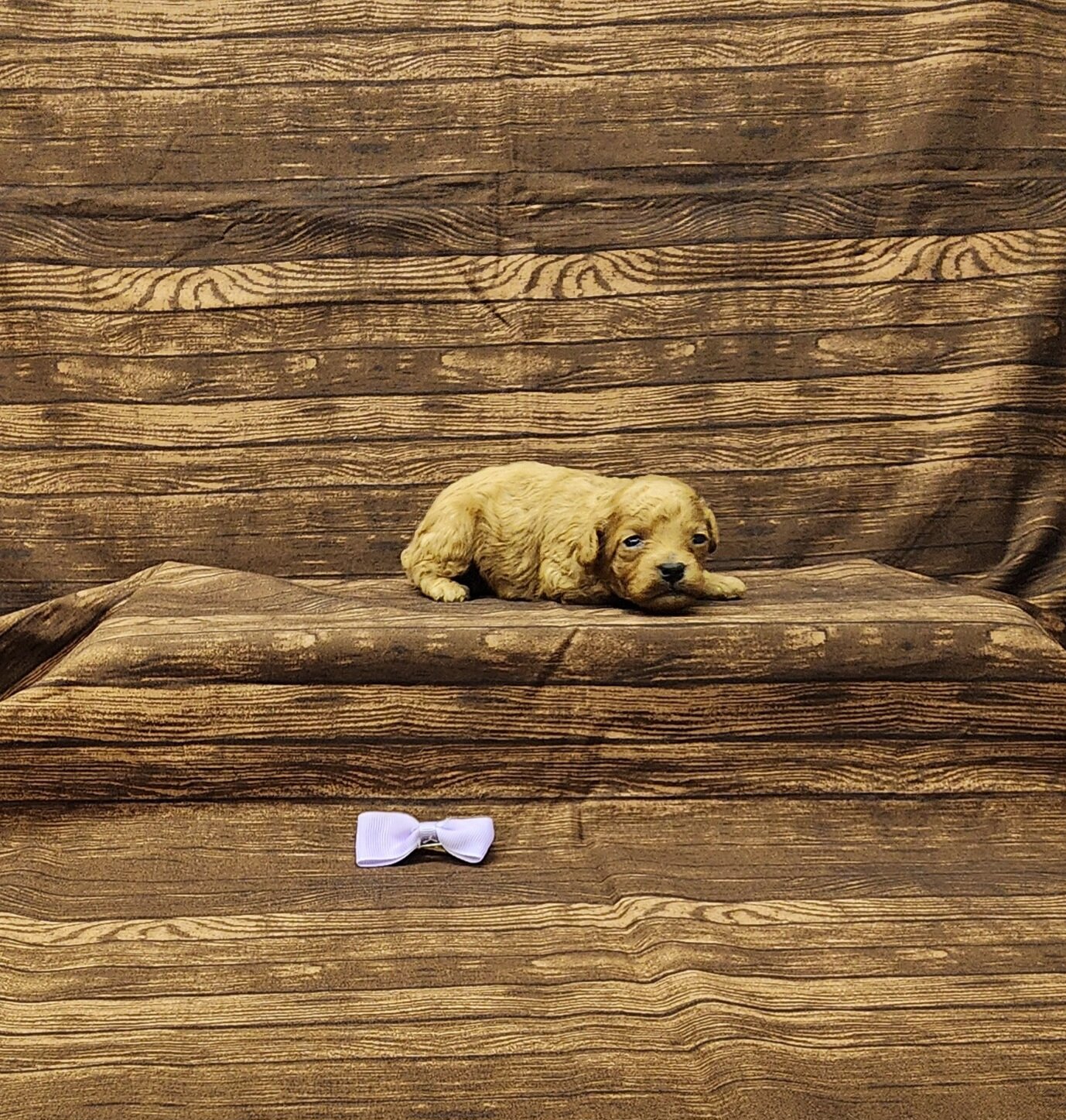 Rosie toy poodle image 1