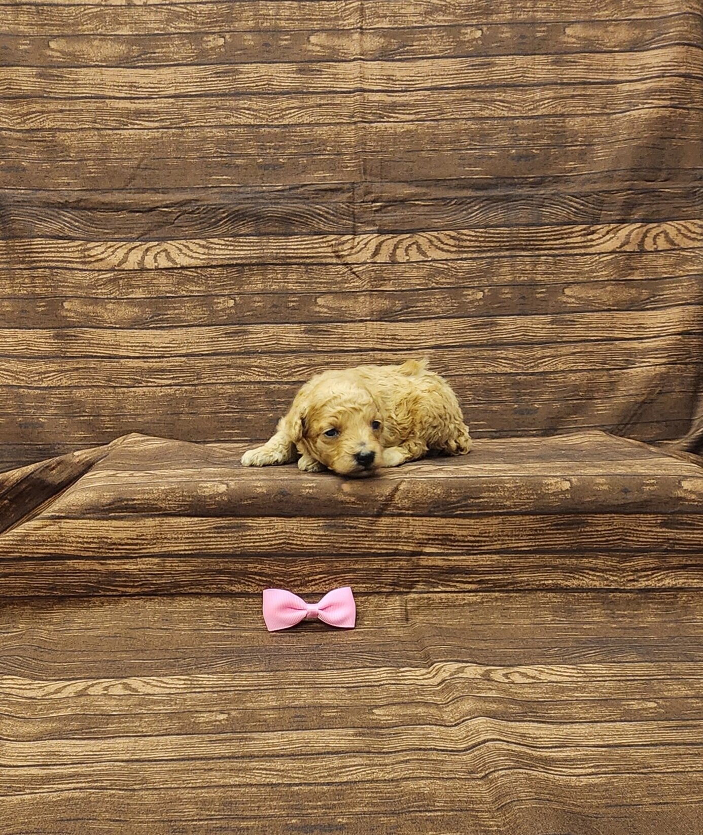 Autumn toy poodle image 1