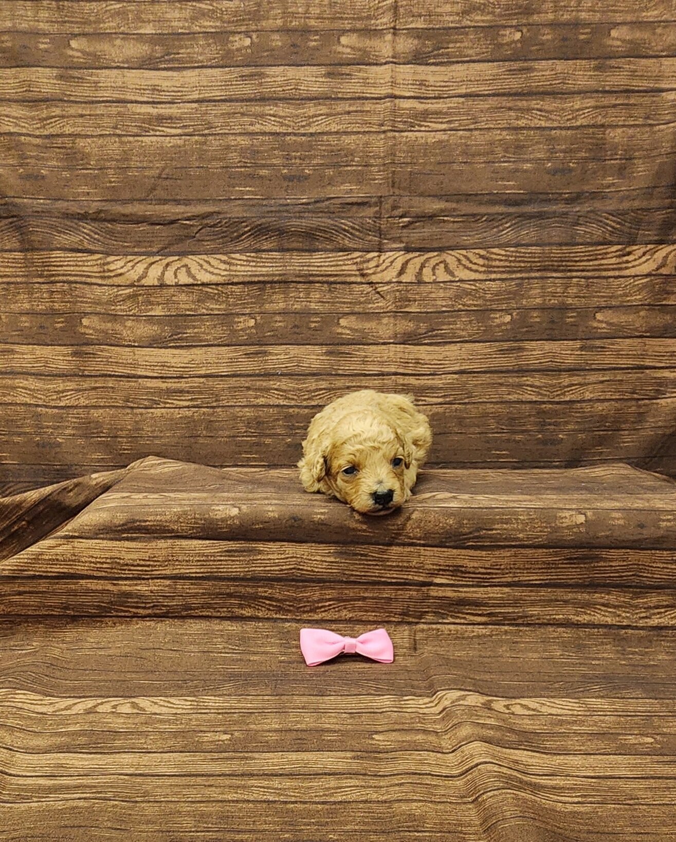 Autumn toy poodle image 2
