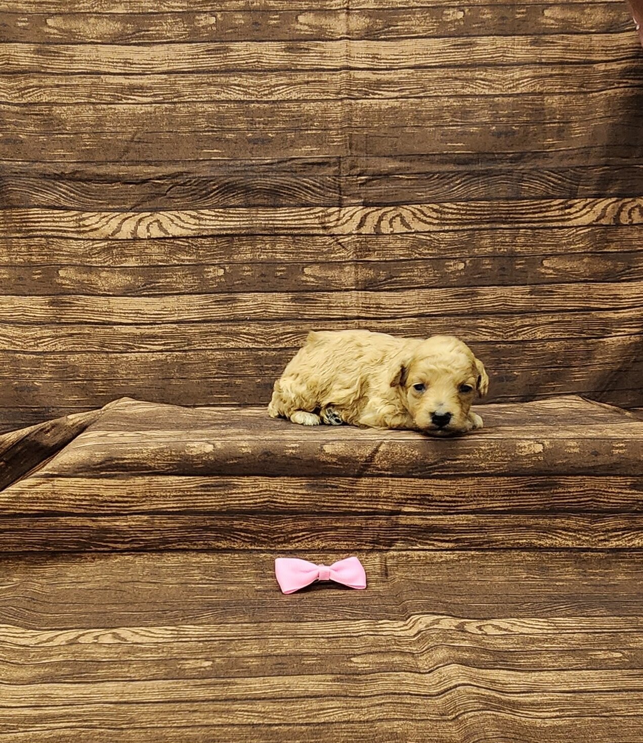 Autumn toy poodle image 3