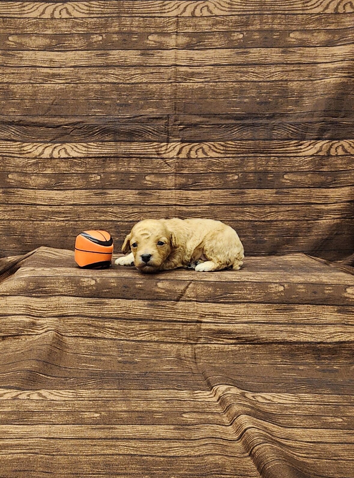 Rusty toy poodle image 3