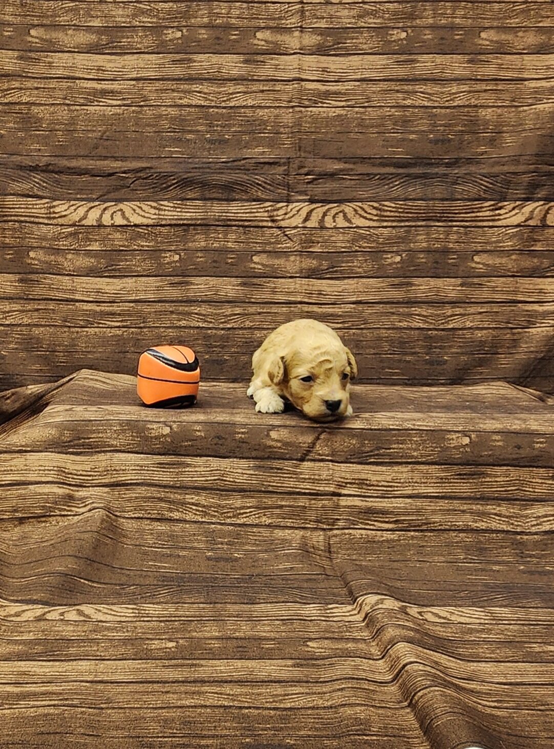 Rusty toy poodle image 2