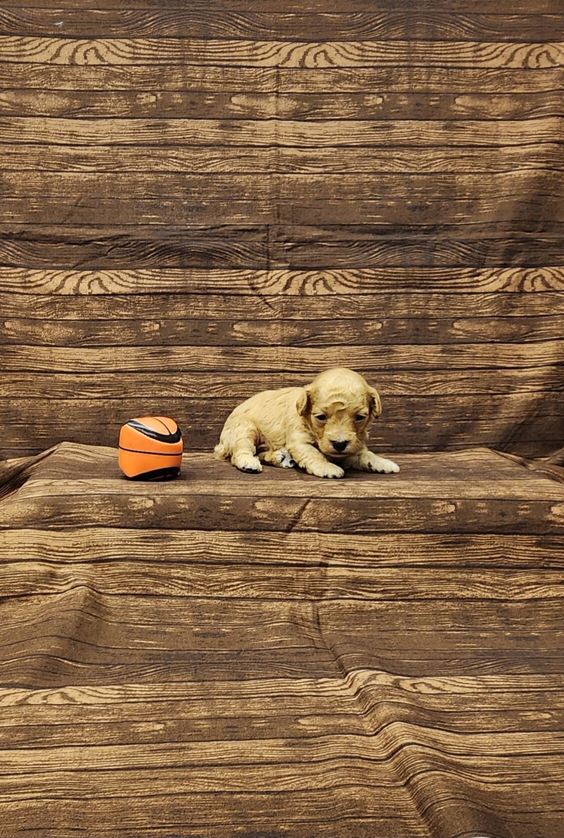 Rusty toy poodle image 1