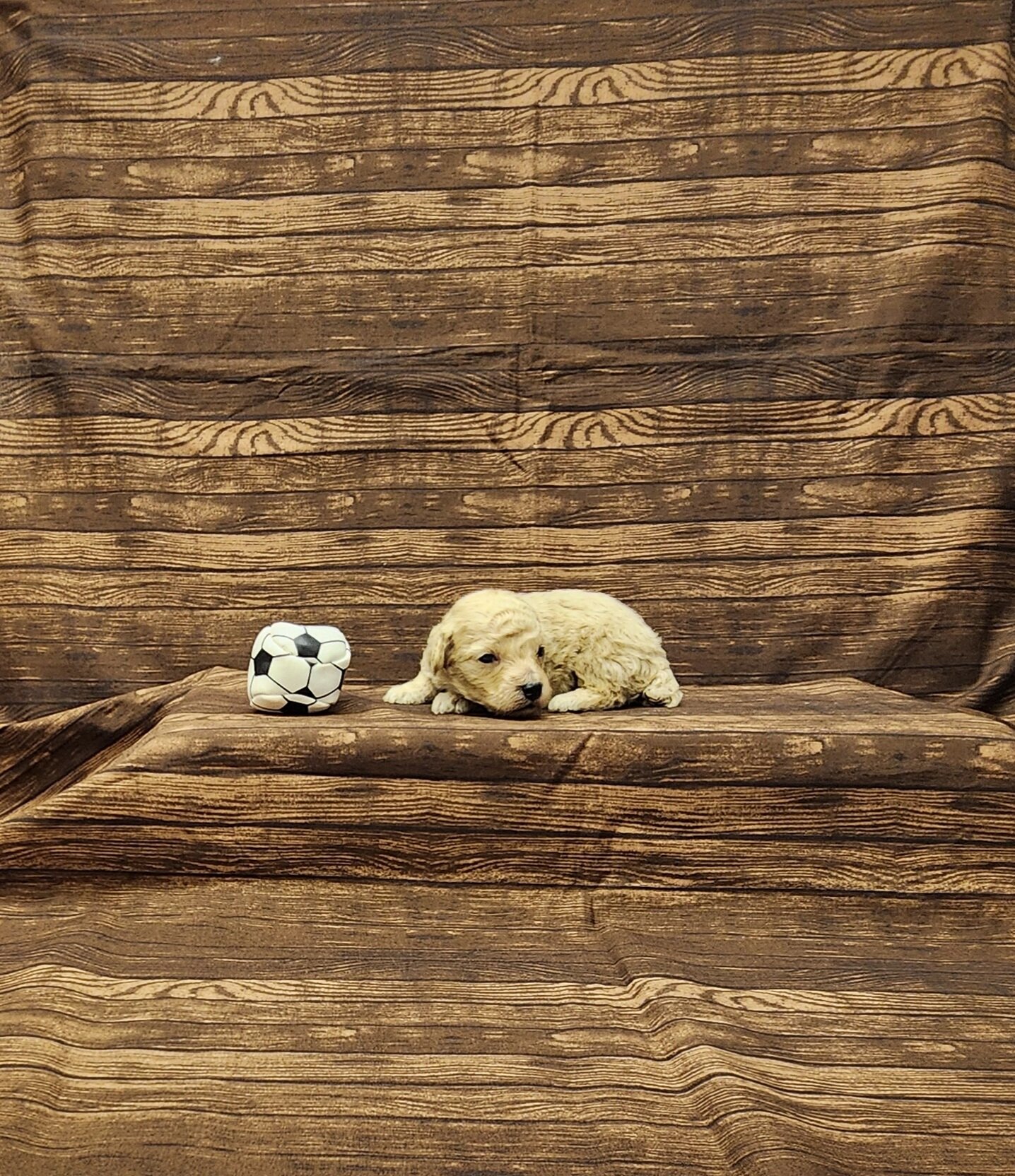 Charlie toy poodle image 3