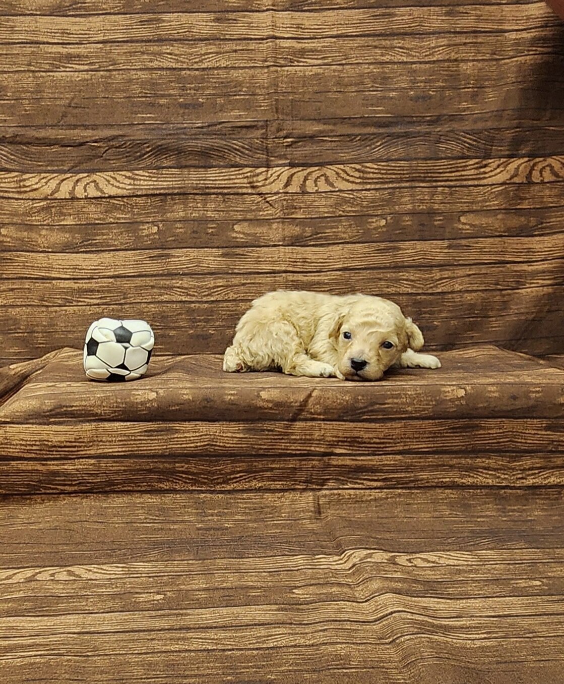 Charlie toy poodle image 1