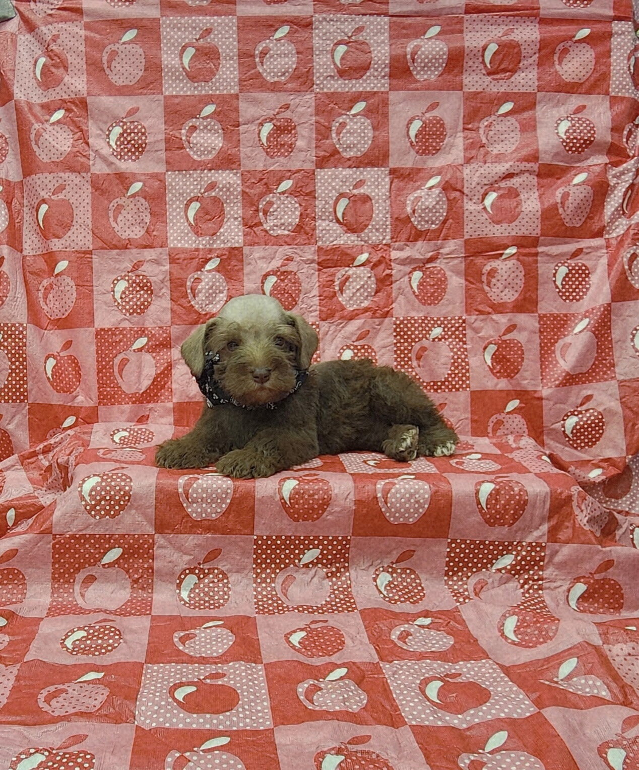 Leo mini schnauzer image 1