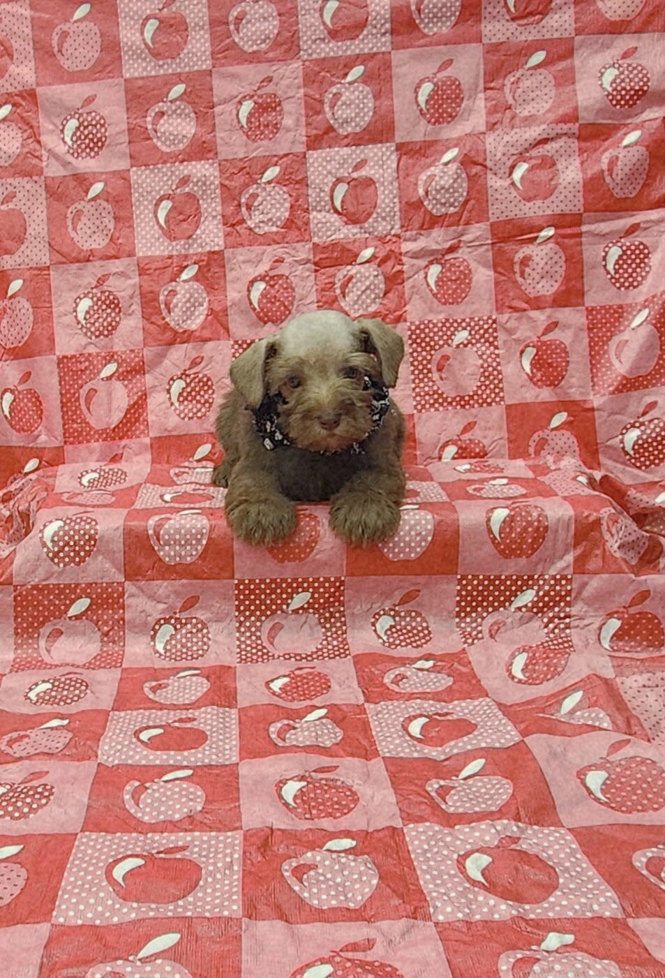 Leo mini schnauzer image 3