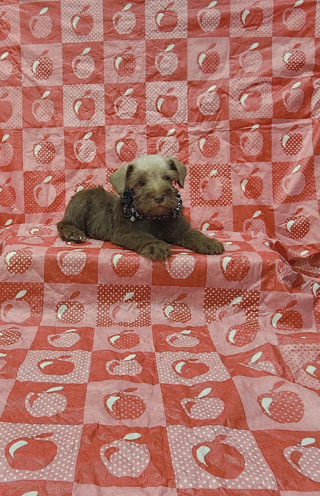 Leo mini schnauzer image 2