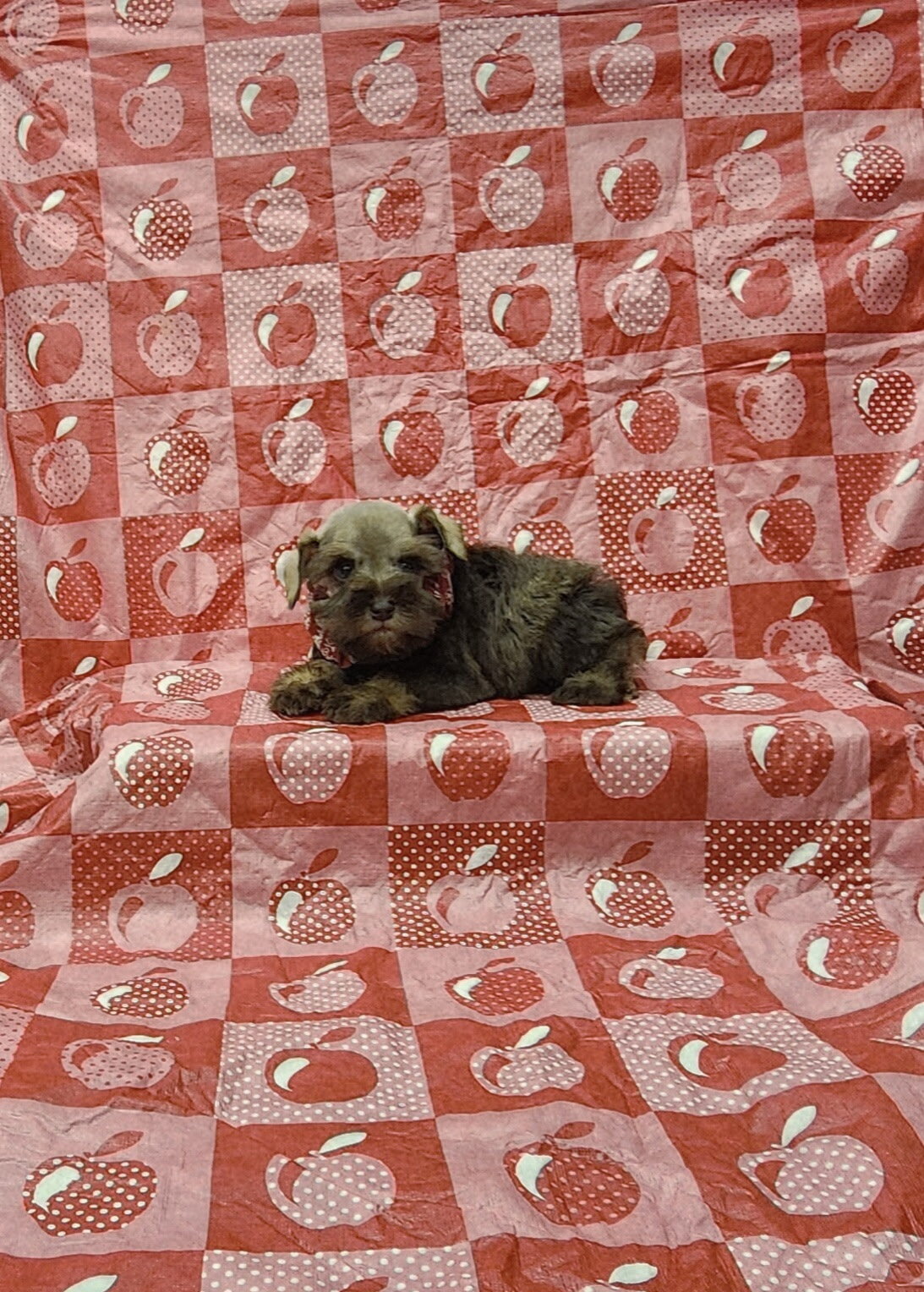 Perry mini schnauzer image 3