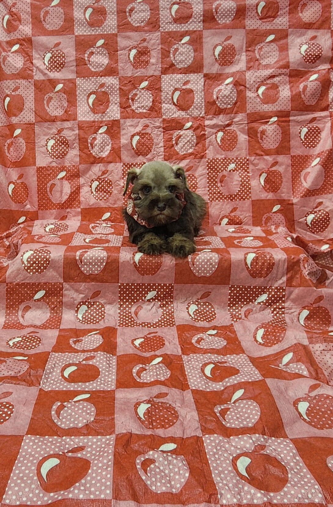 Perry mini schnauzer image 2