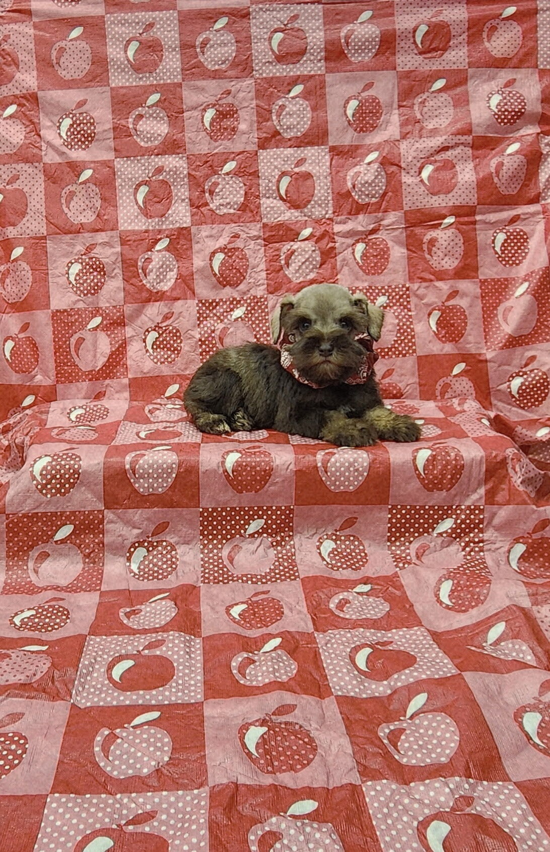 Perry mini schnauzer image 1