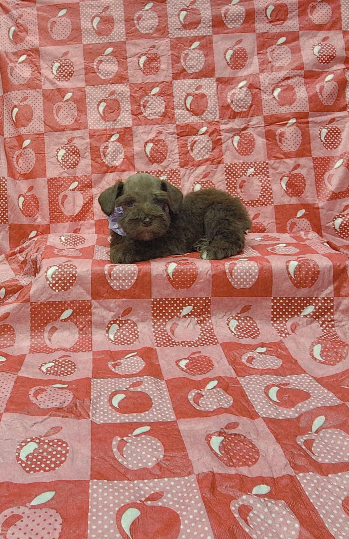 Layla mini Schnauzer image 3