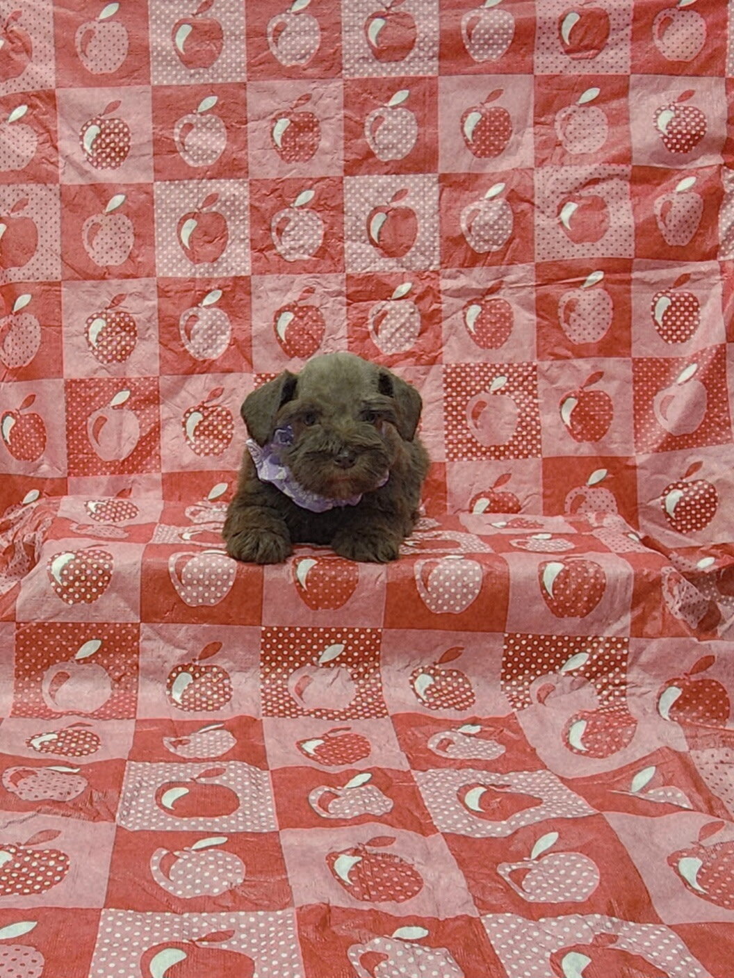 Layla mini Schnauzer image 2