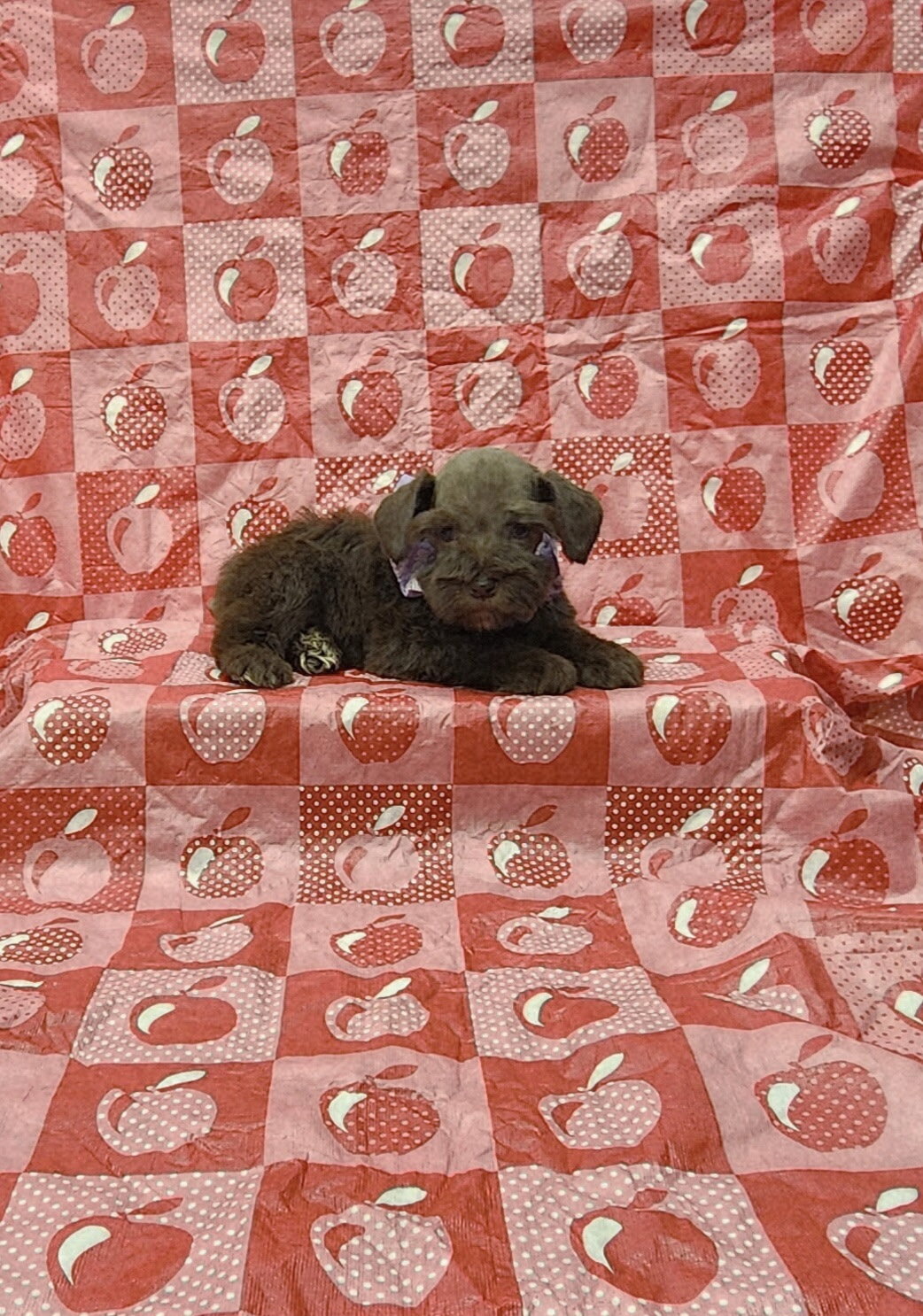 Layla mini Schnauzer image 1