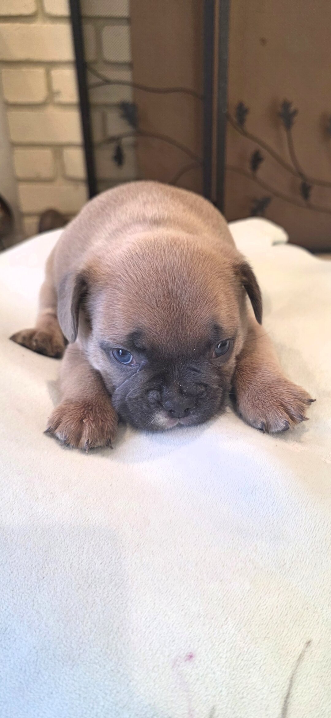 Frenchie Puppies image 5