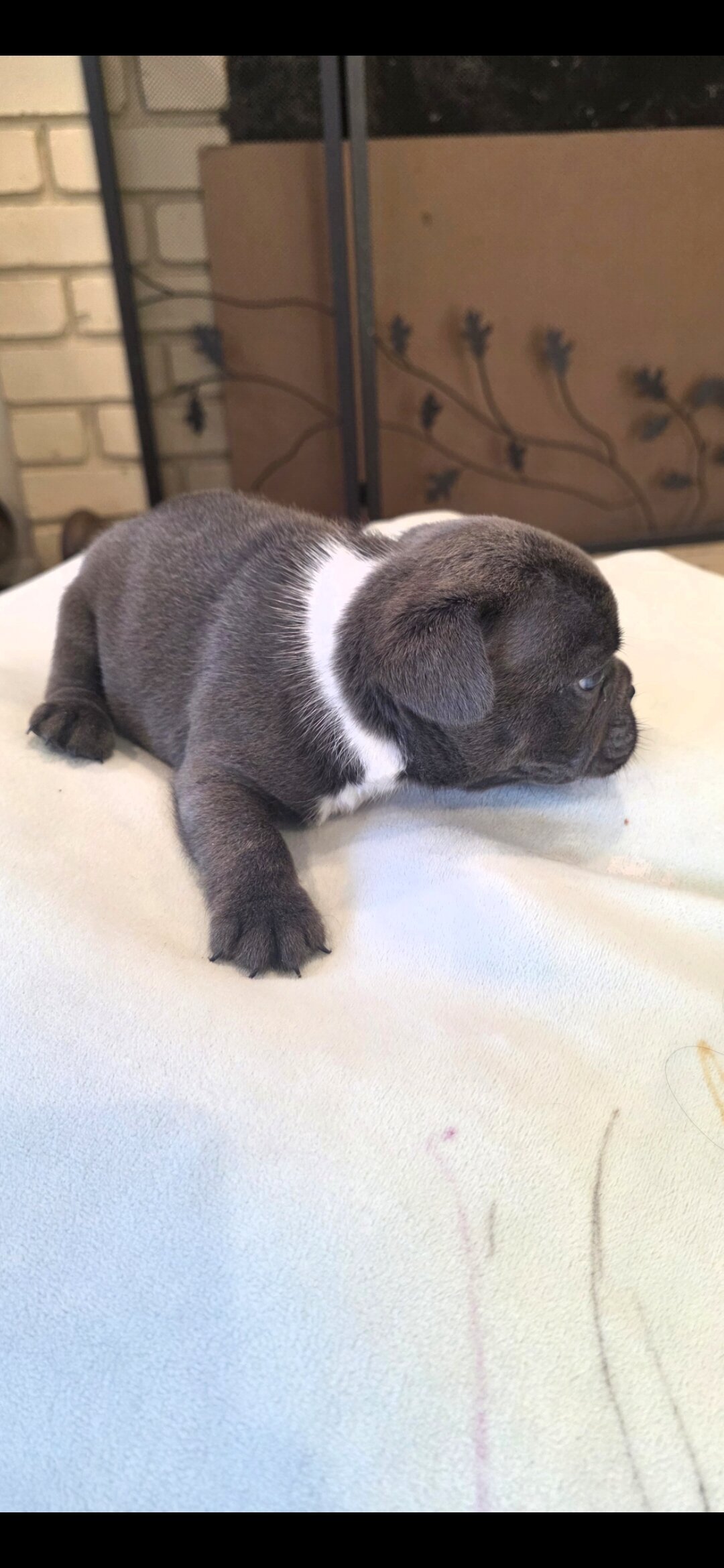 Frenchie Puppies image 4