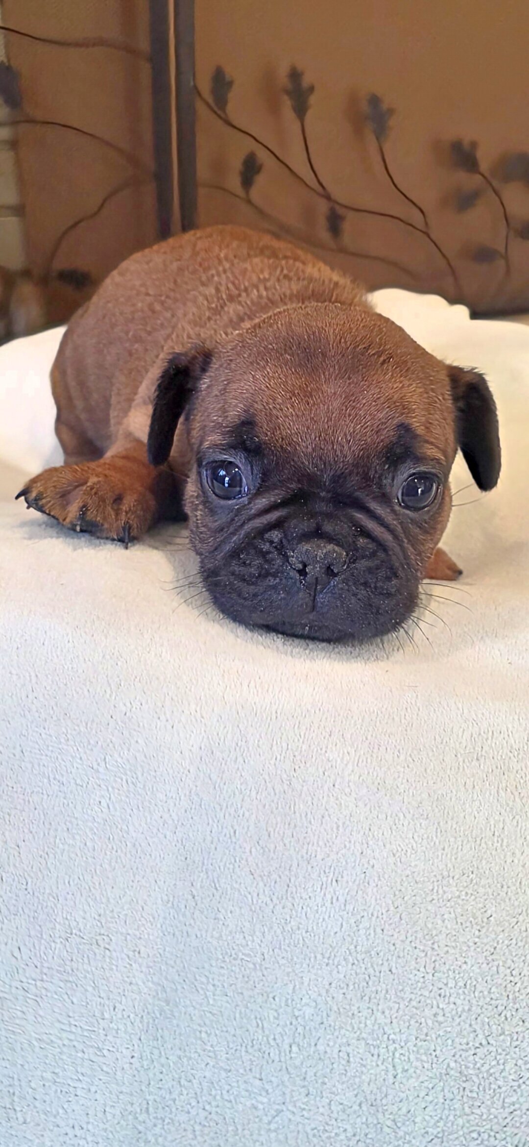 Frenchie Puppies image 3