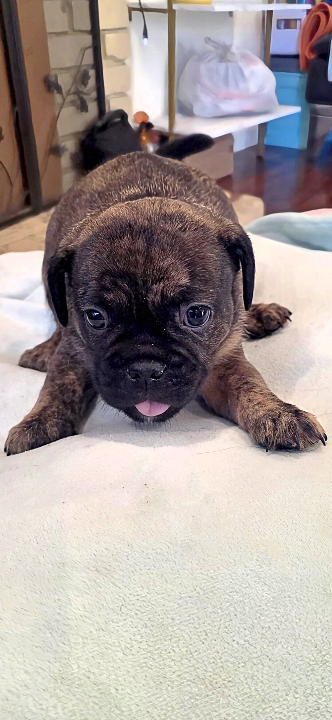 Frenchie Puppies image 2
