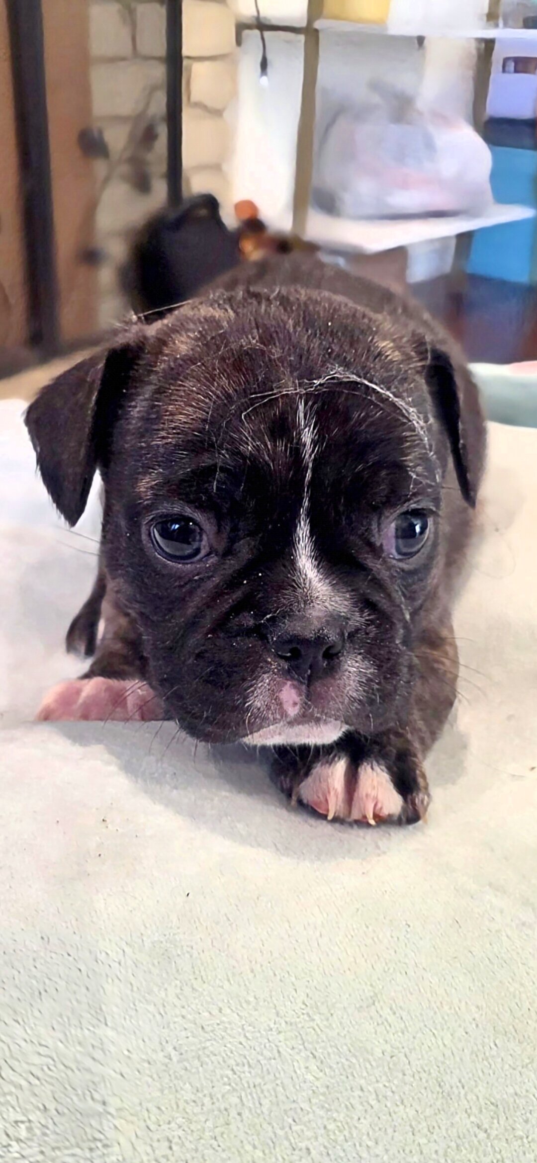 Frenchie Puppies image 1