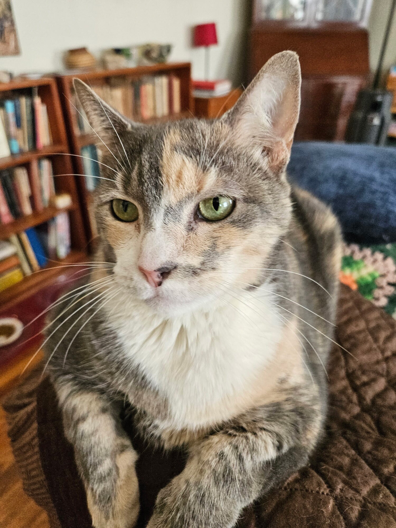 Adult cat image 1