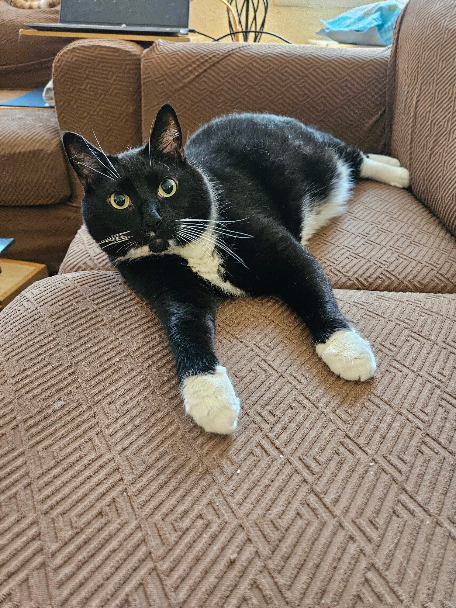 Black and White Cat image 1