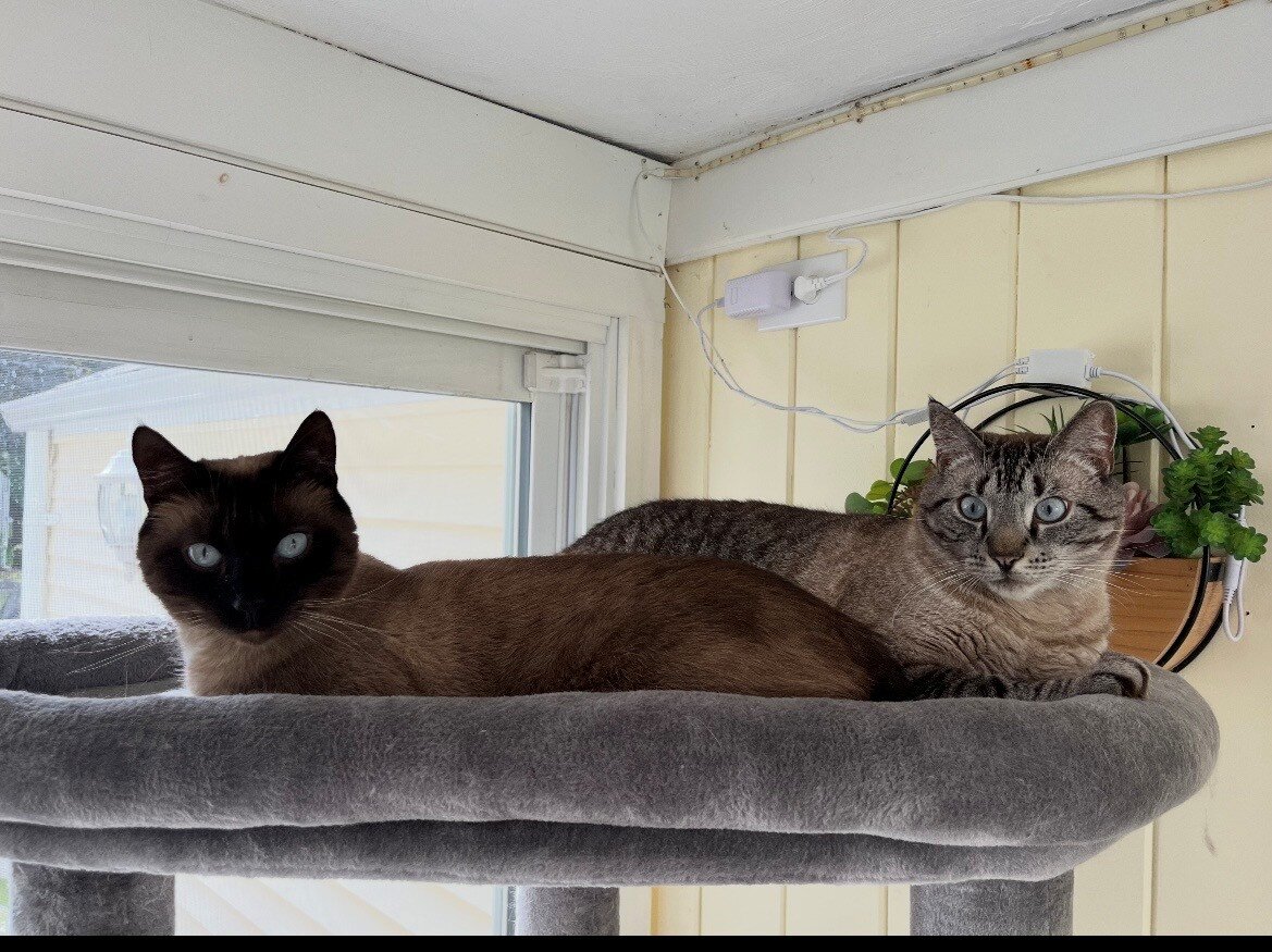 two male cats kittens image 2