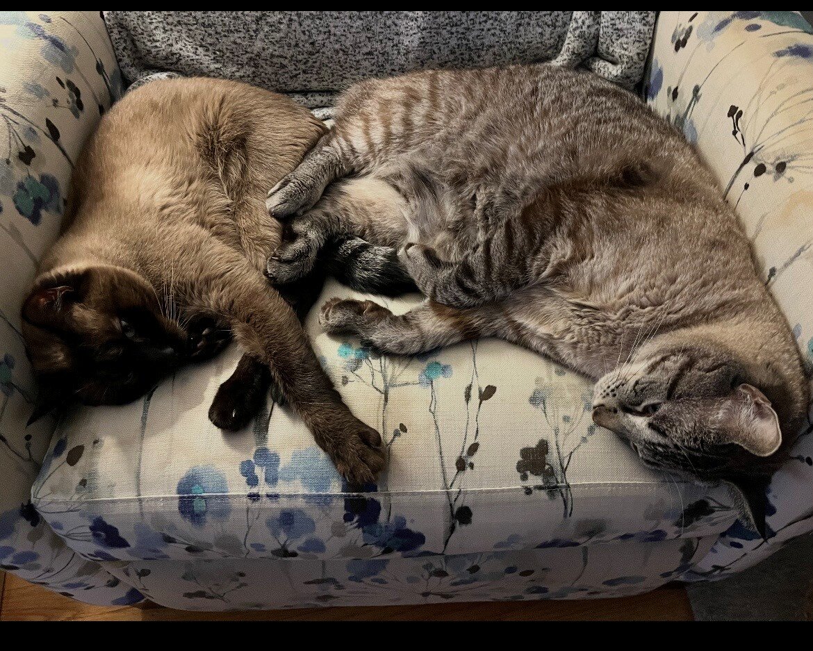 two male cats kittens image 1