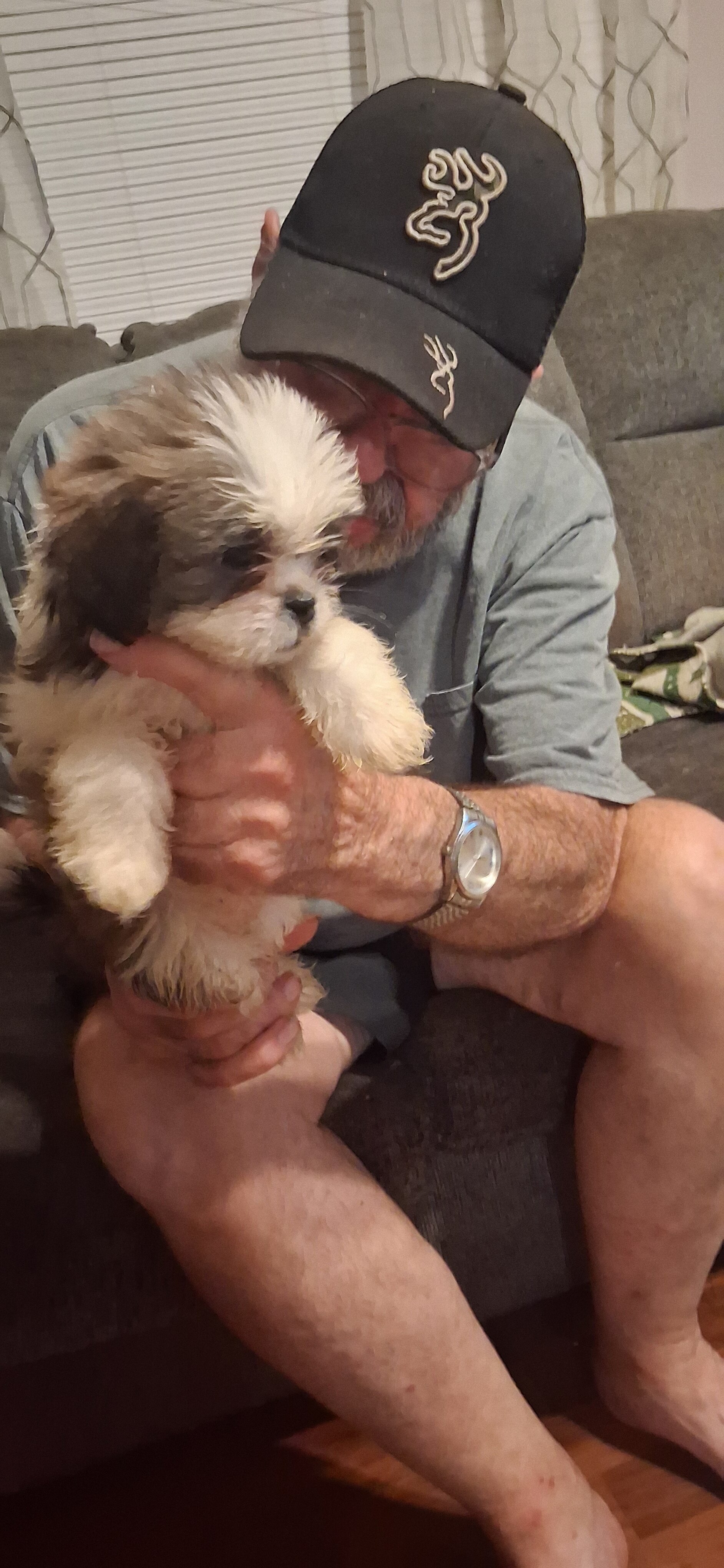 Shihtzu puppies image 1