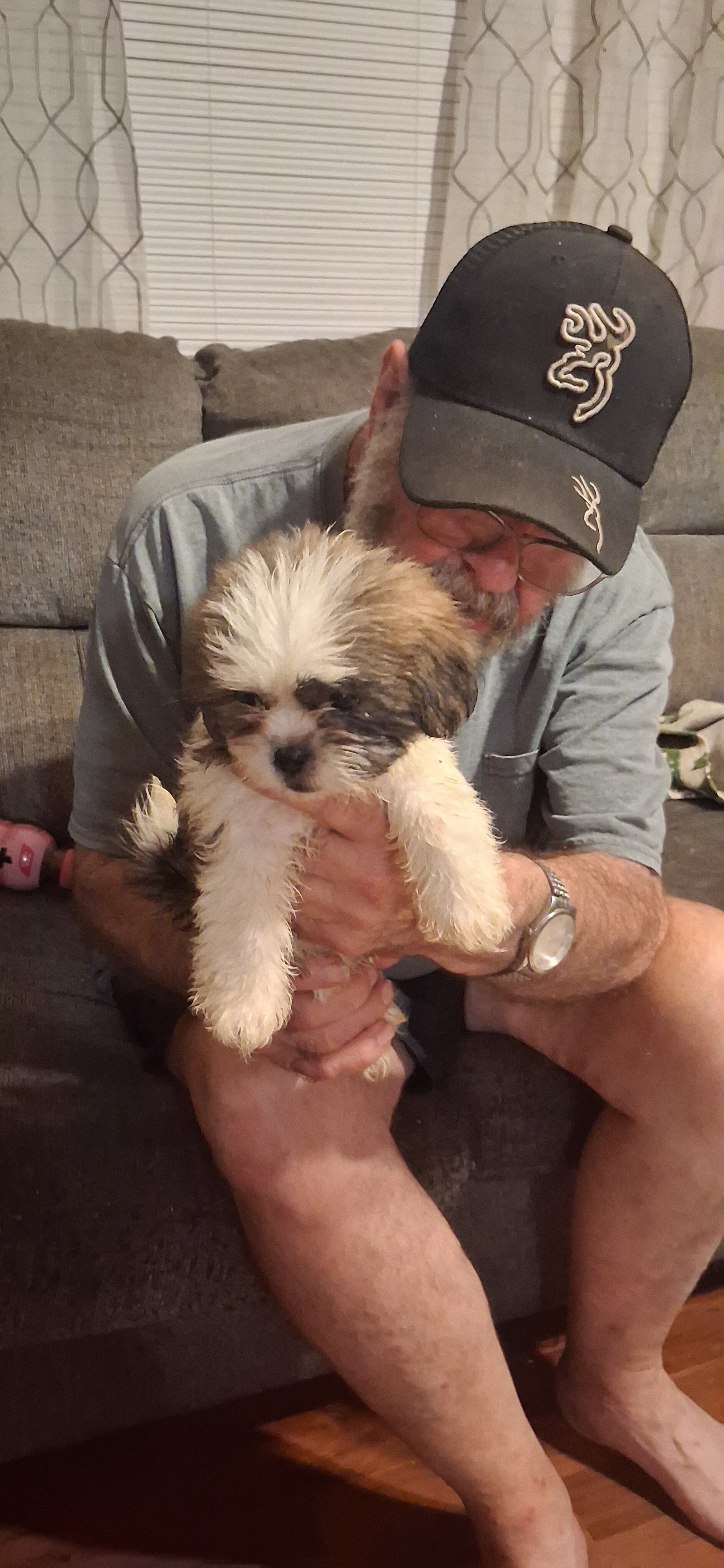 Shihtzu puppies image 2