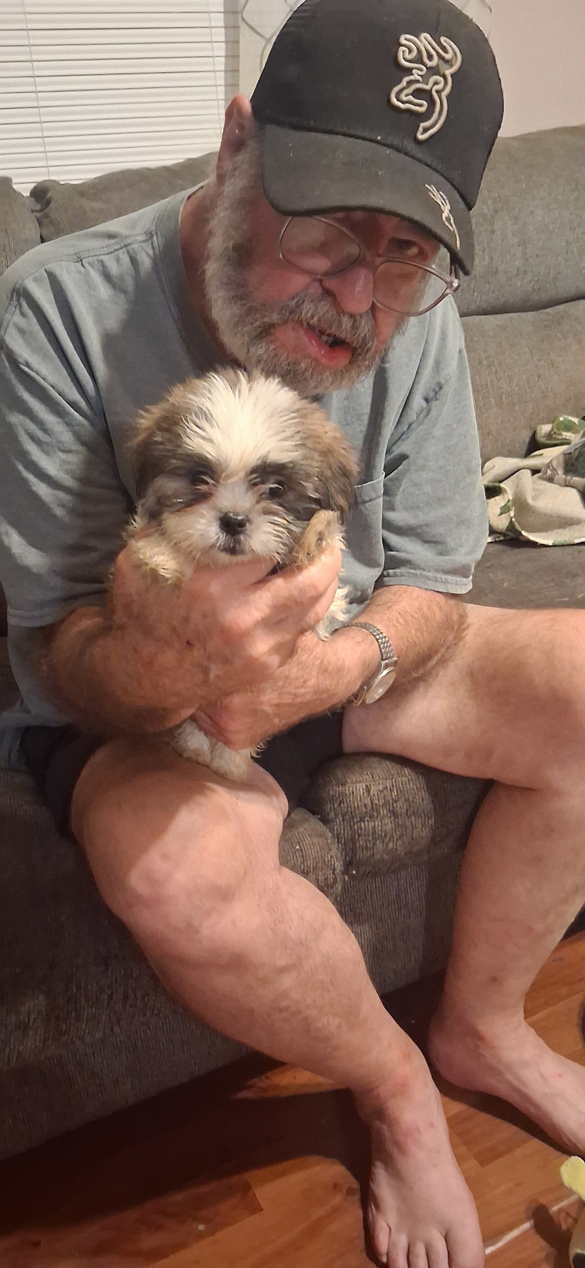 Shihtzu puppies image 3