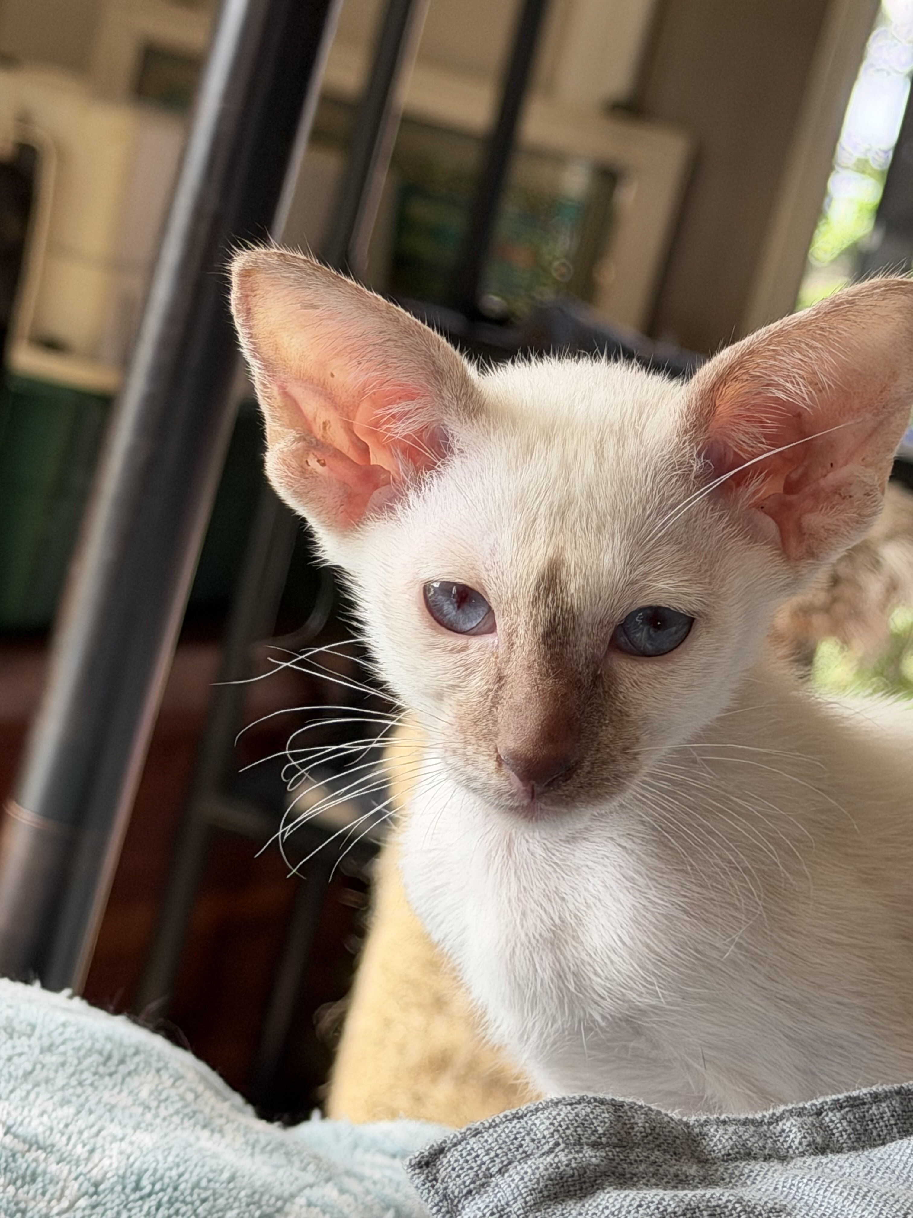 CFA Oriental kittens image 3