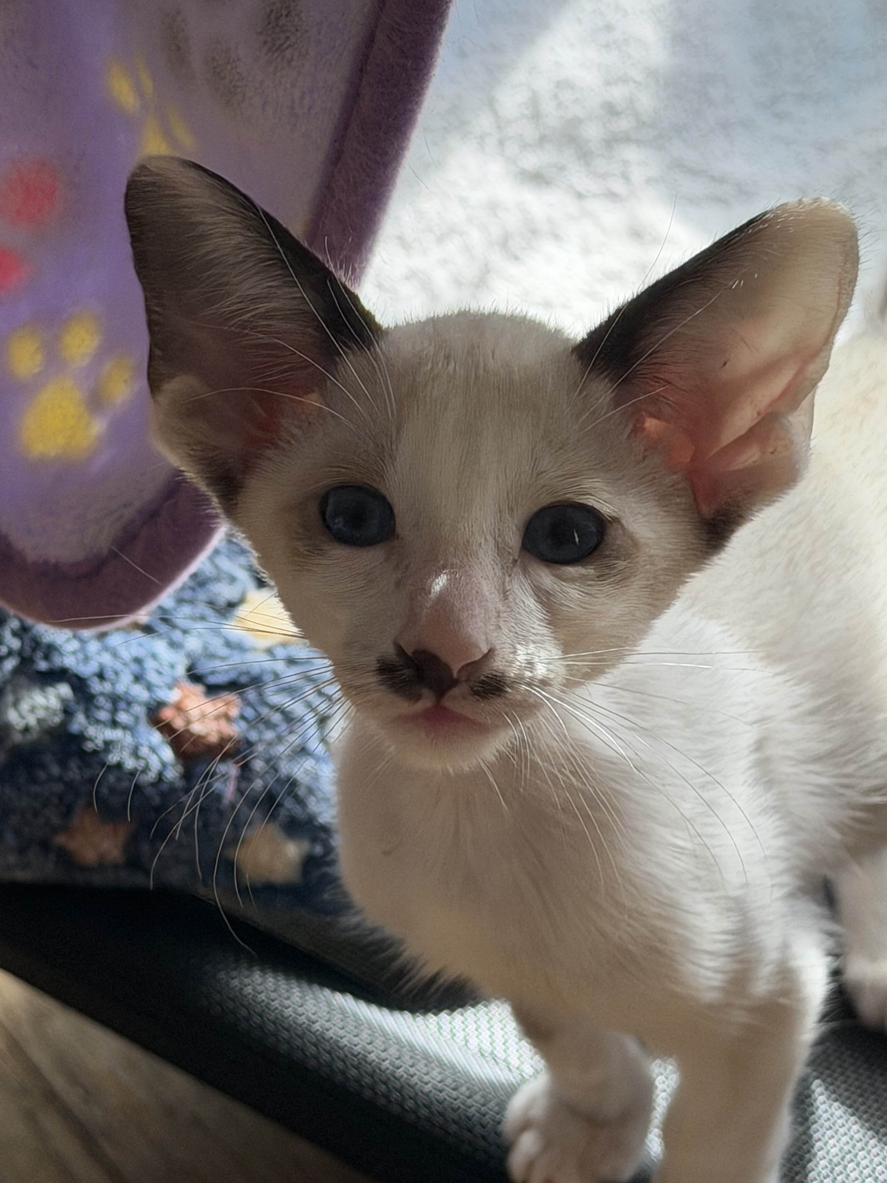 CFA Oriental kittens image 2