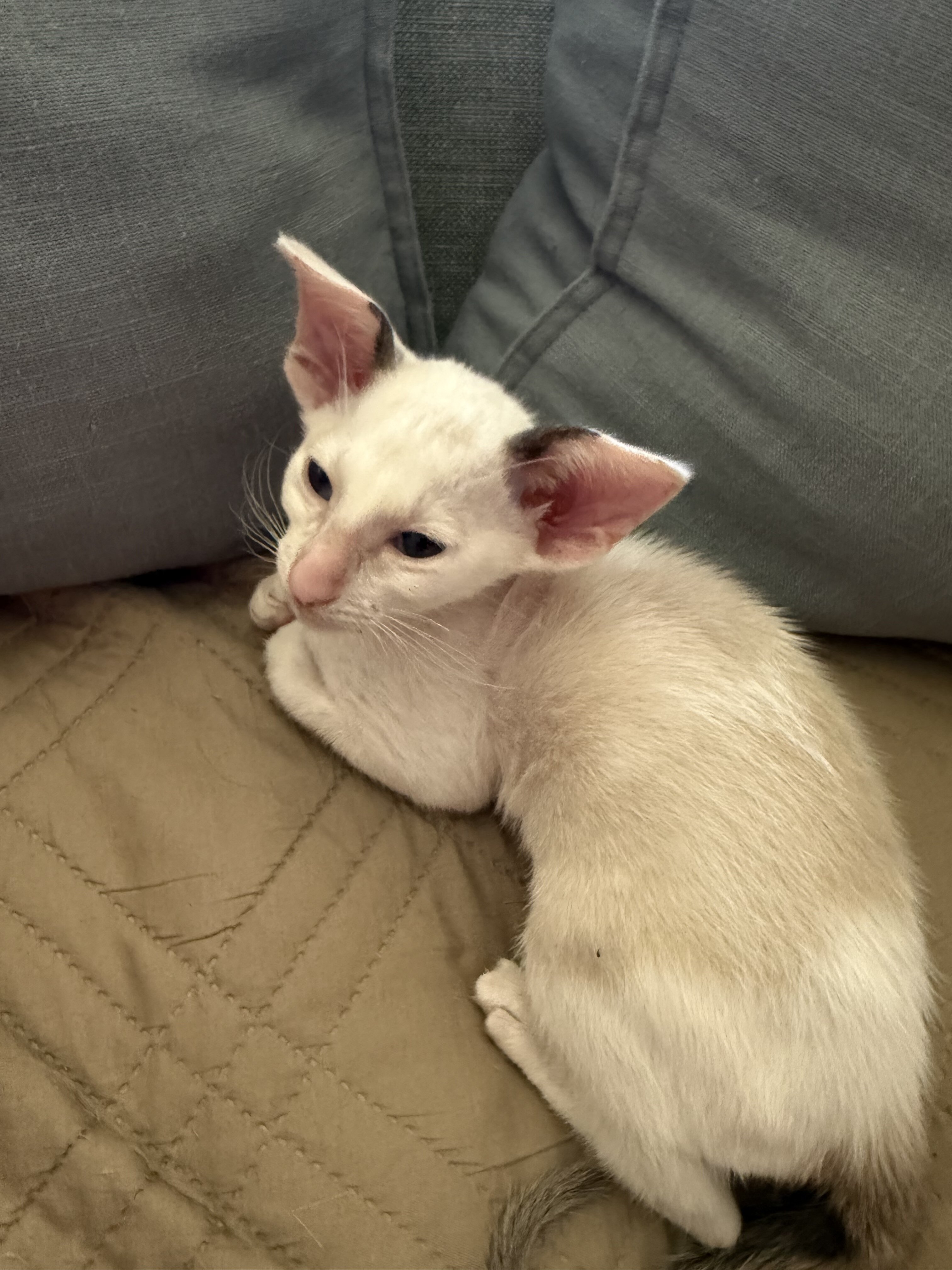 CFA Oriental kittens image 1