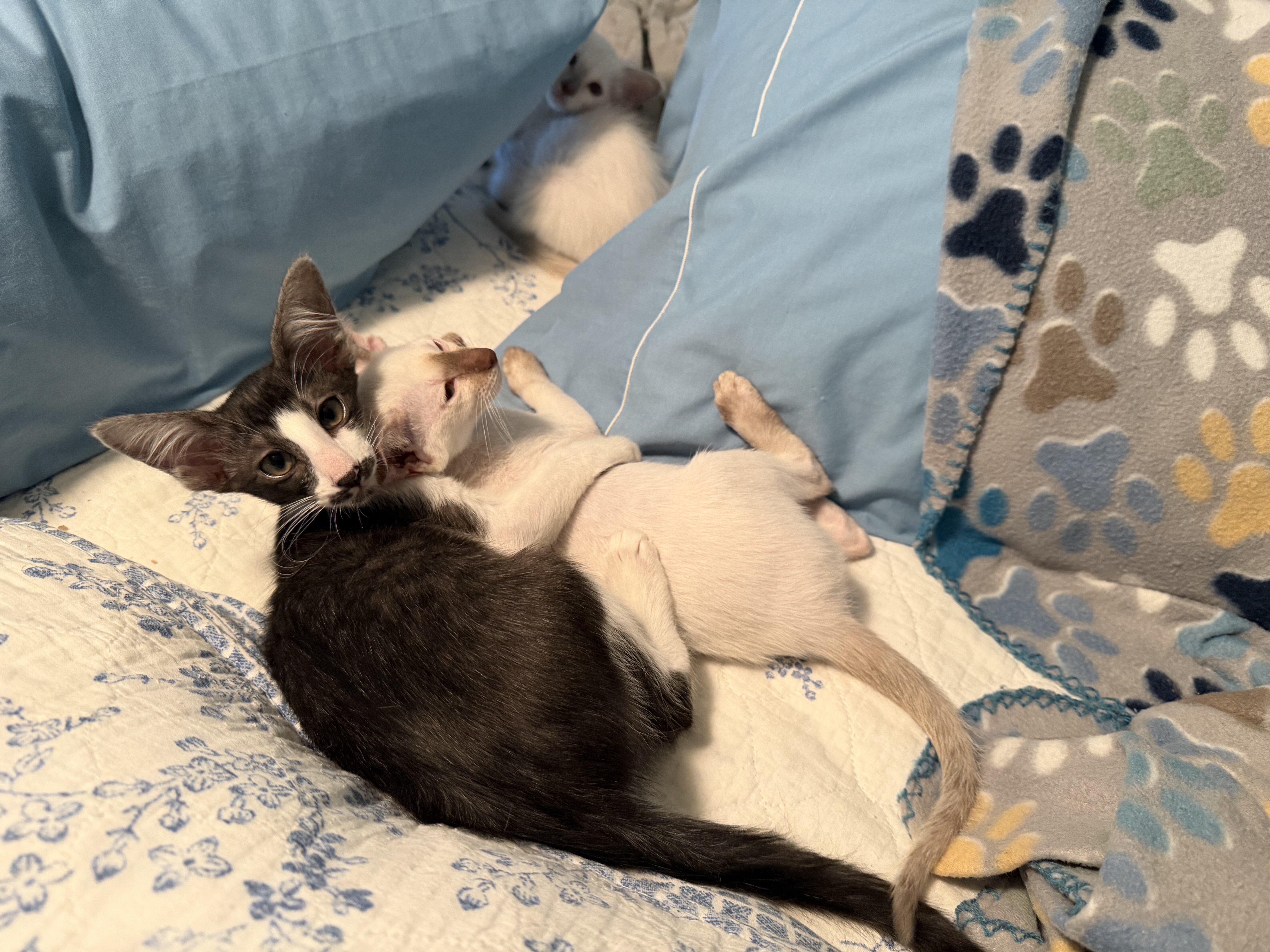 CFA Oriental kittens image 4