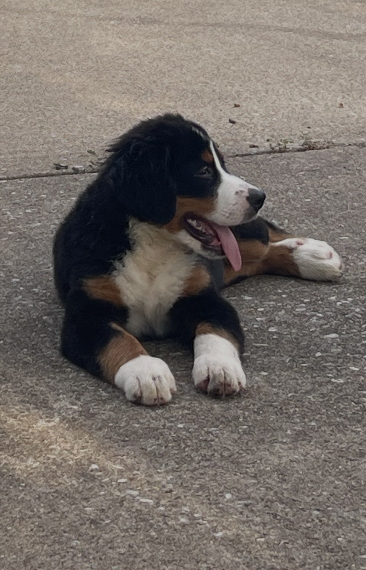 AKC Registered Bernese Mountain Dog image 4
