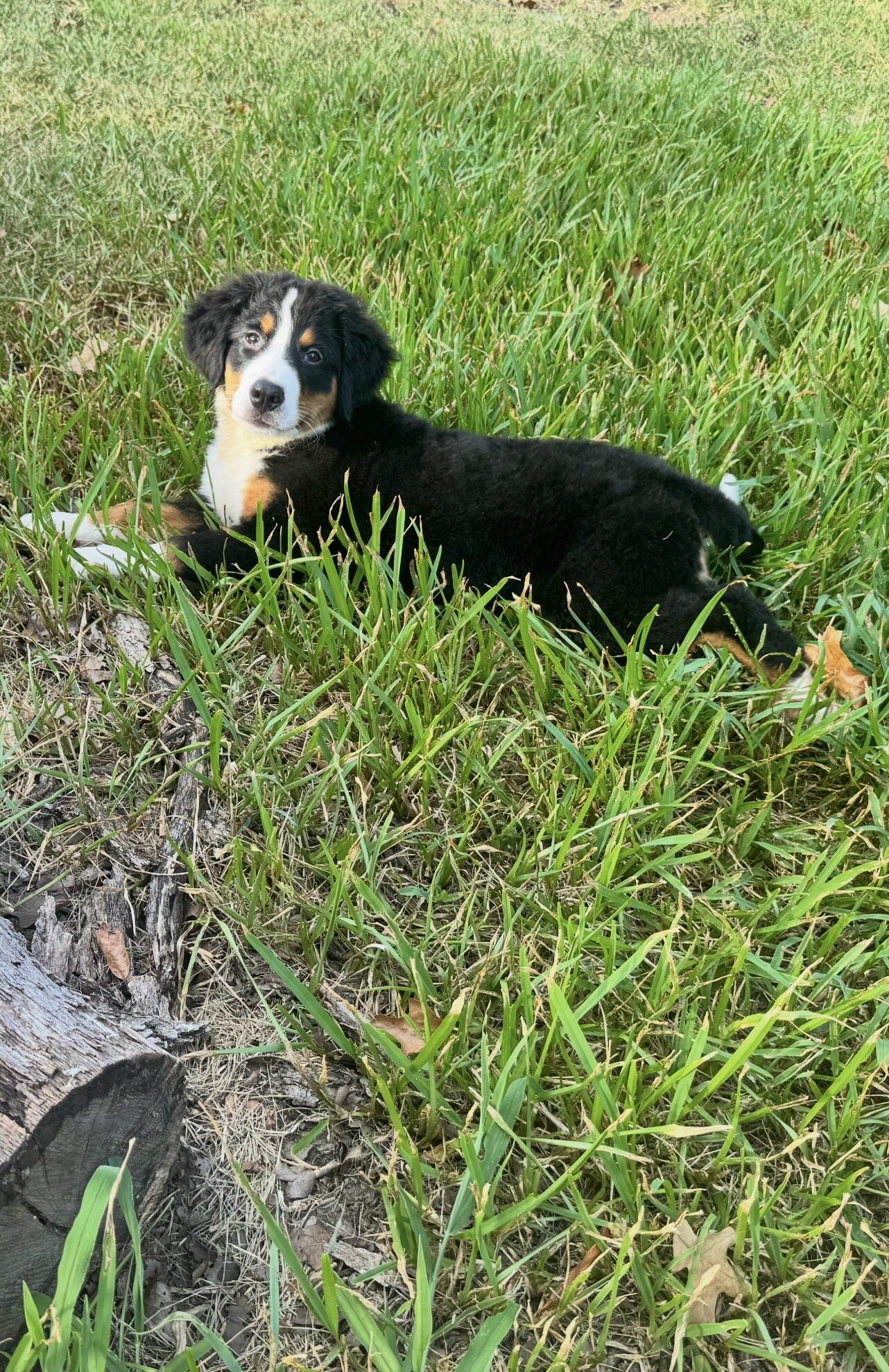 AKC Registered Bernese Mountain Dog image 3