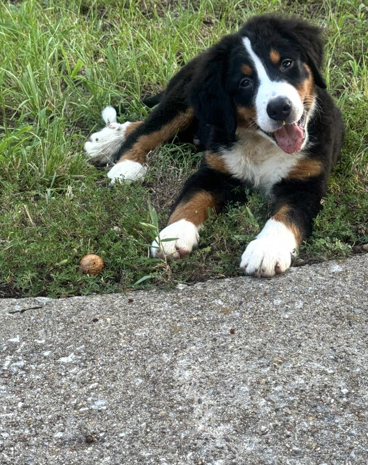 AKC Registered Bernese Mountain Dog image 1