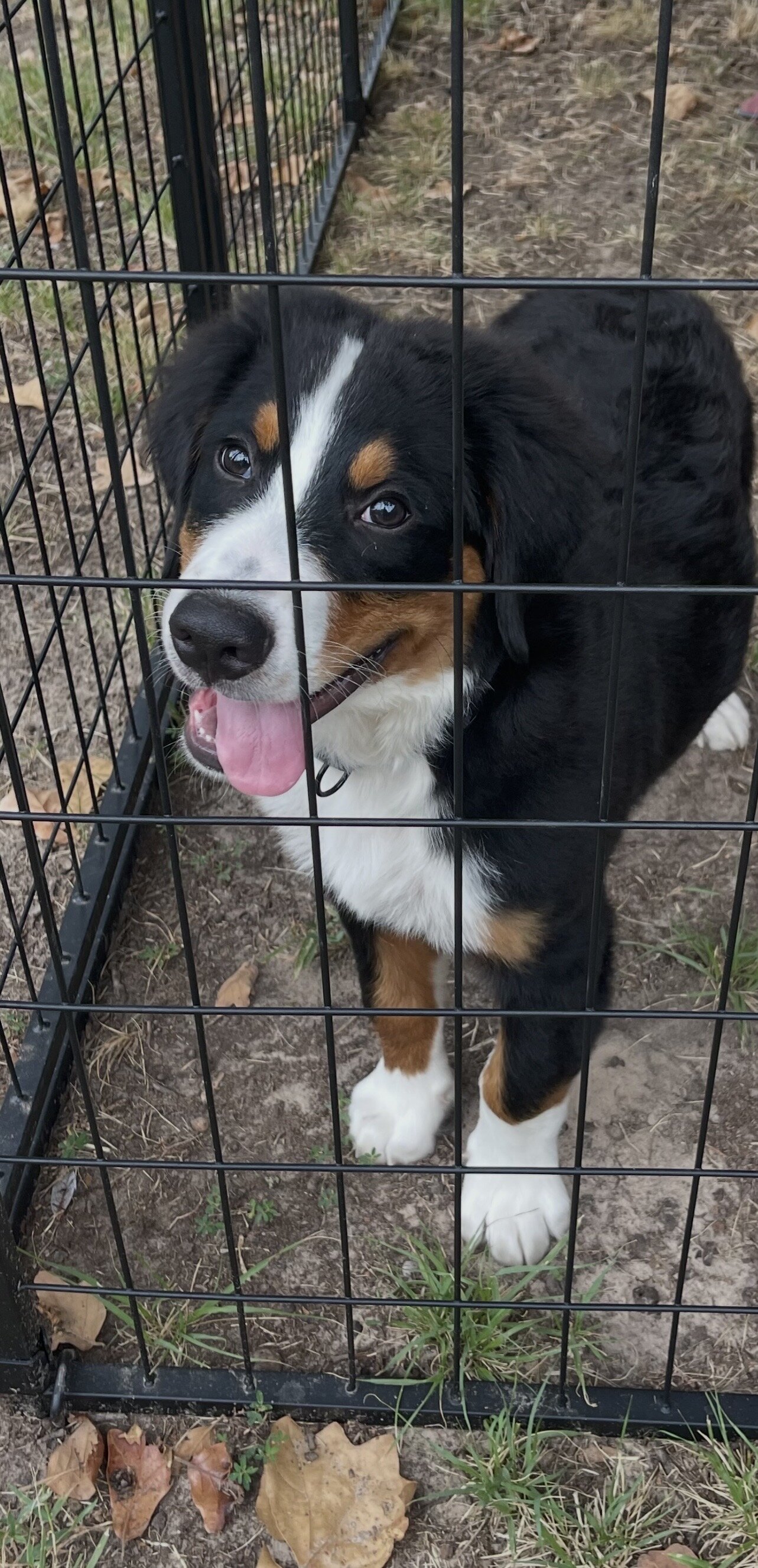 AKC Registered Bernese Mountain Dog image 2