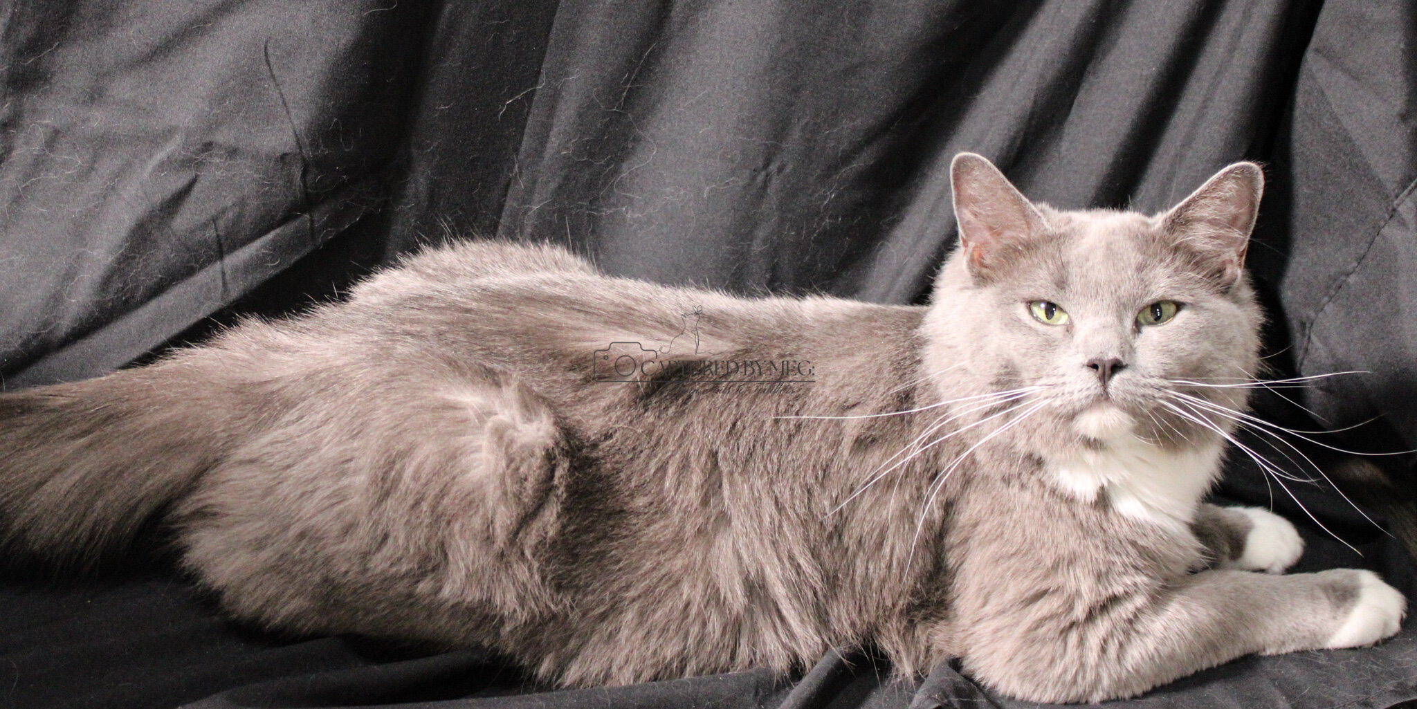 A Queen Deserves Her Retirement — Meet Khalessi image 3