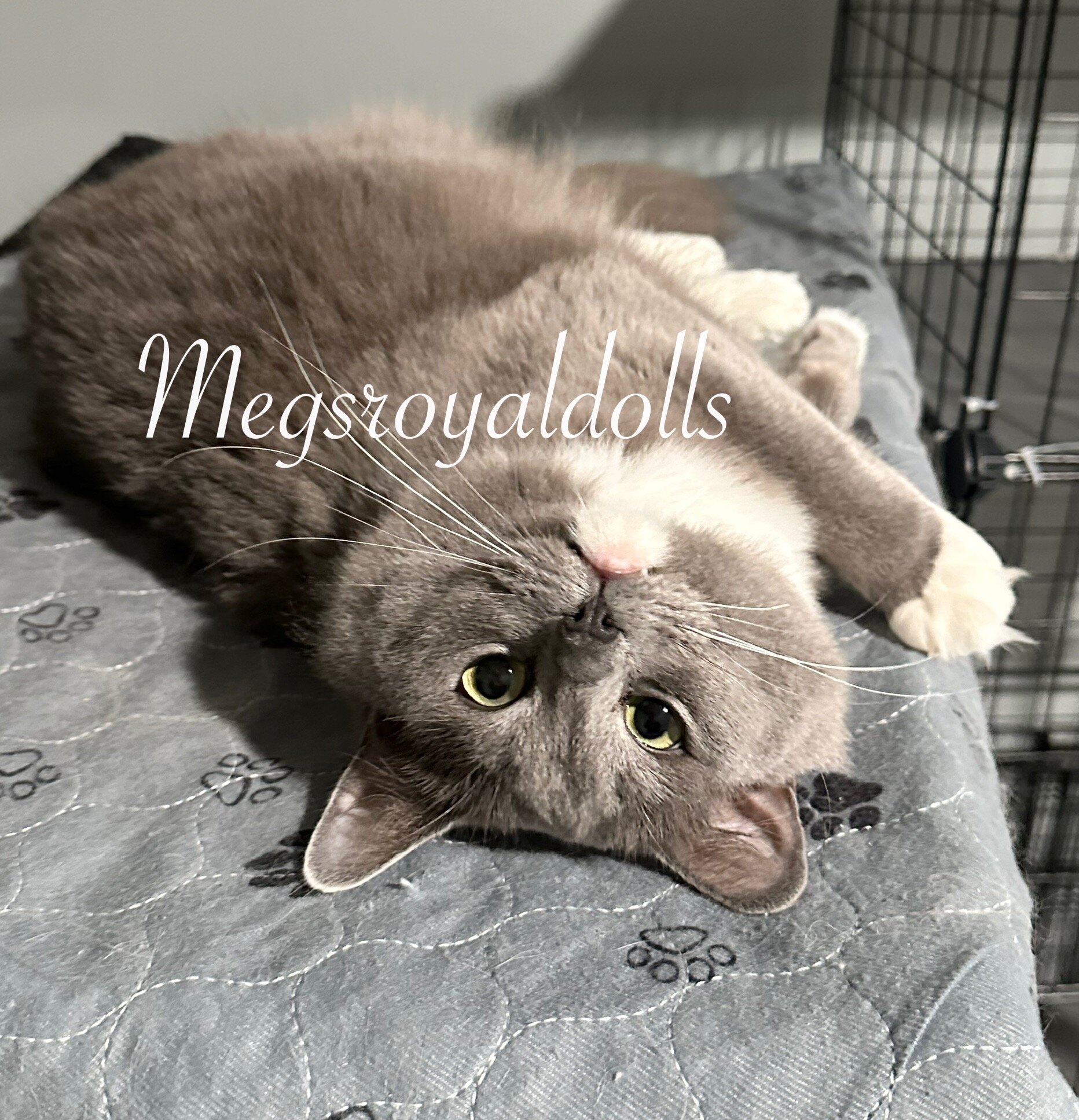 A Queen Deserves Her Retirement — Meet Khalessi image 1