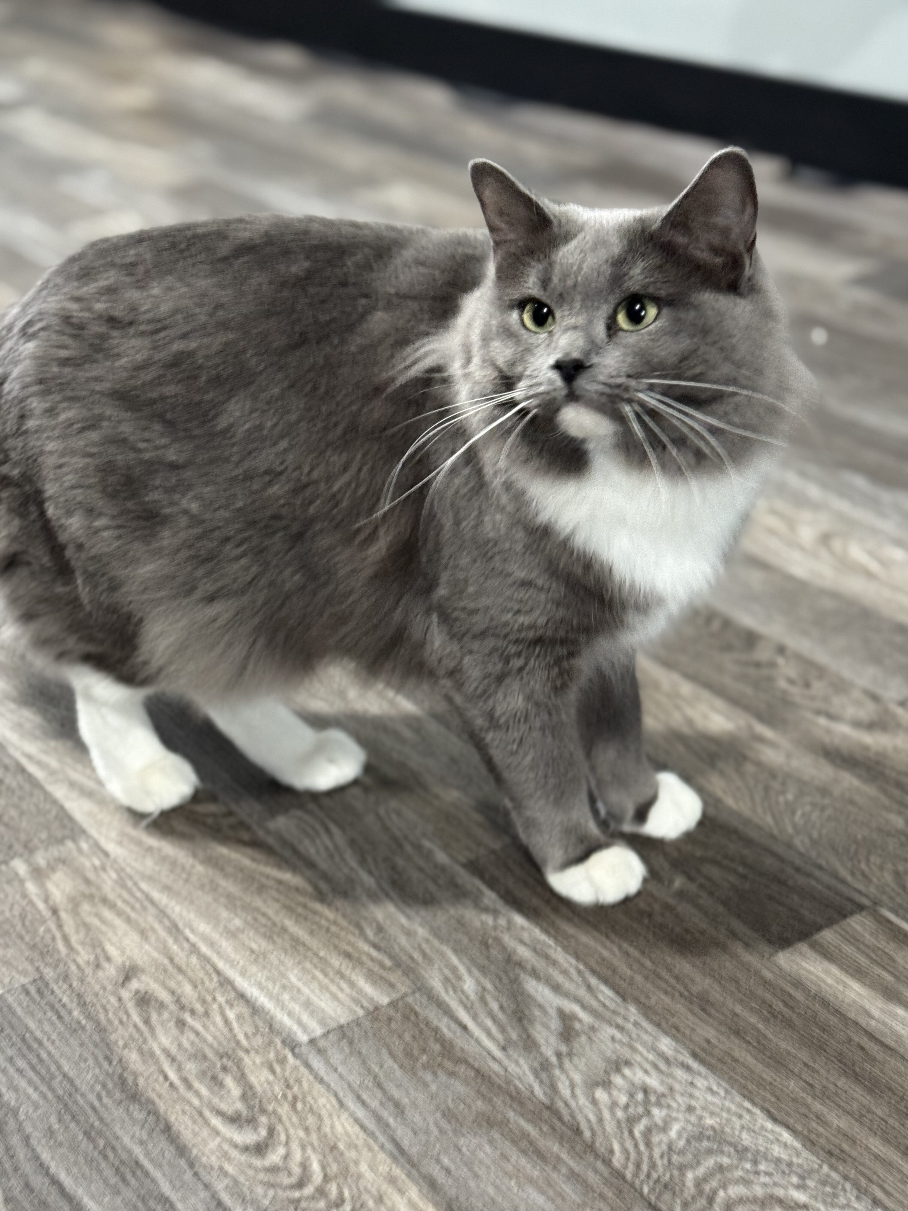 A Queen Deserves Her Retirement — Meet Khalessi image 2